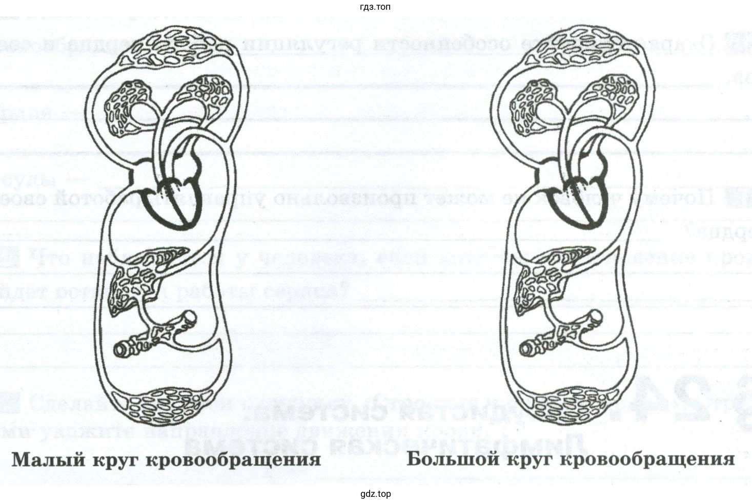 Закончите рисунки «Круги кровообращения»