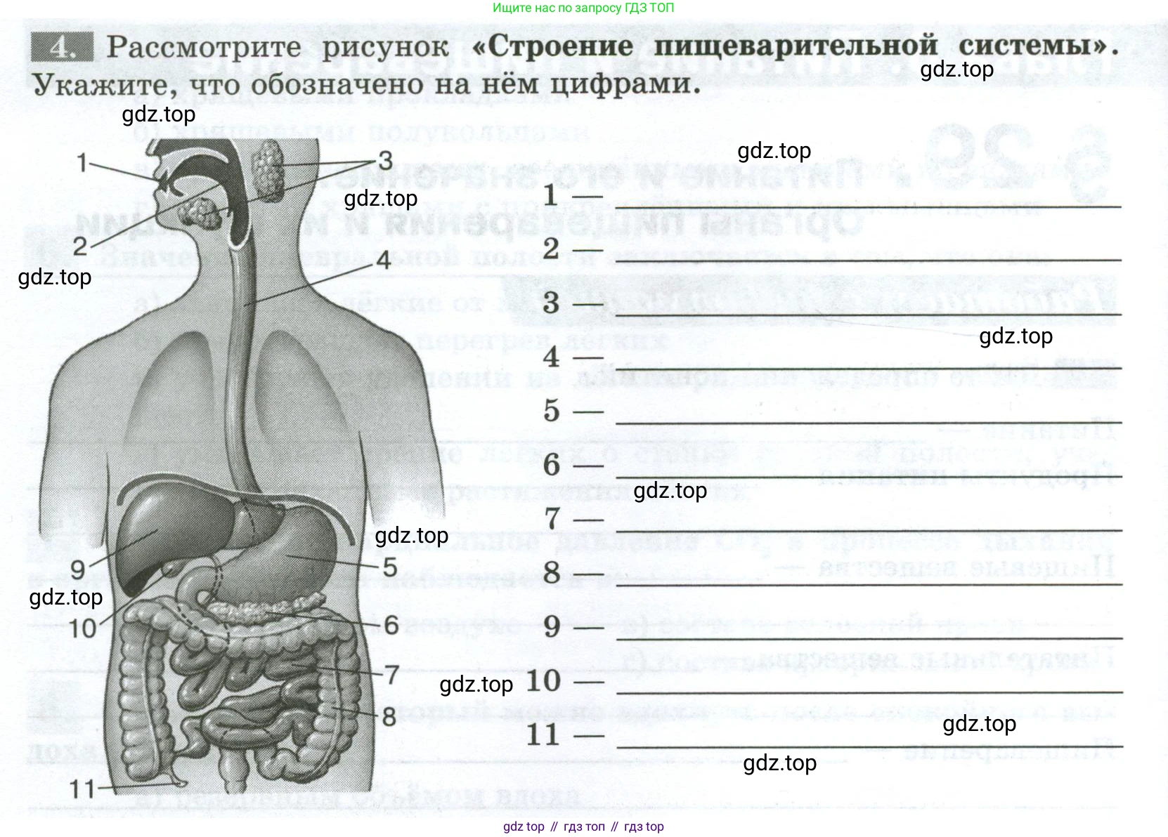 Биология, 9 класс рабочая тетрадь, авторы: Пасечник Владимир Васильевич, Швецов Глеб Геннадьевич, издательство Просвещение, Москва, 2023, розового цвета, страница 84, номер 4, Условие