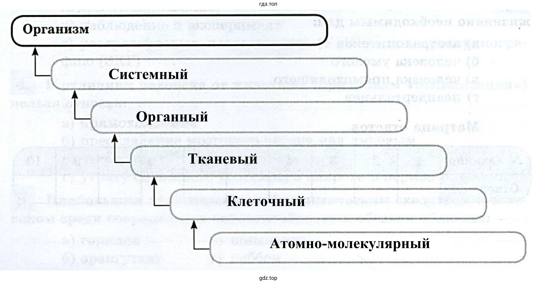 Cхема «Уровни организации организма человека»