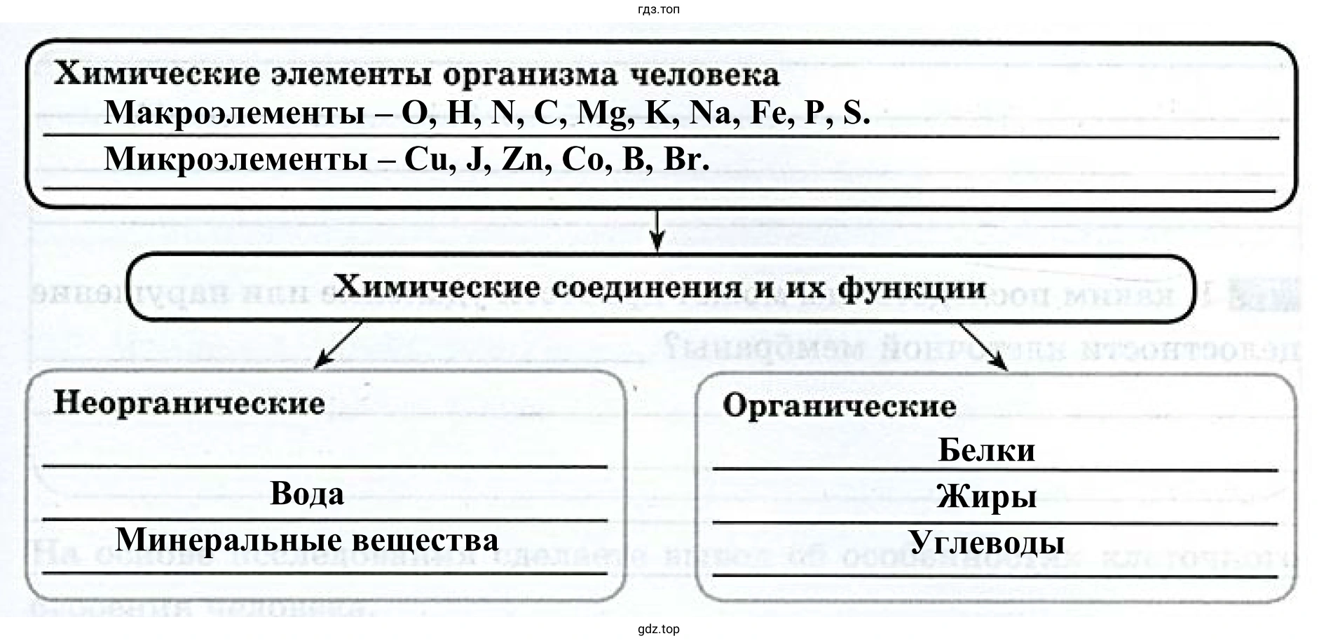 Cхема «Химический состав организма человека».