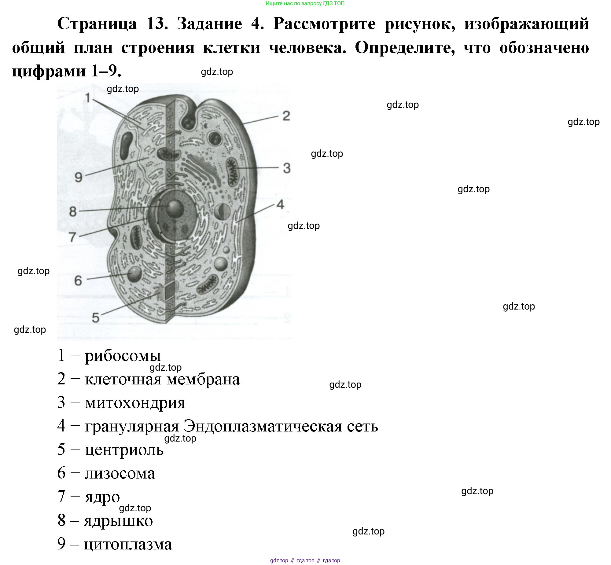 Биология, 9 класс рабочая тетрадь, авторы: Пасечник Владимир Васильевич, Швецов Глеб Геннадьевич, издательство Просвещение, Москва, 2023, розового цвета, страница 13, номер 4, Решение