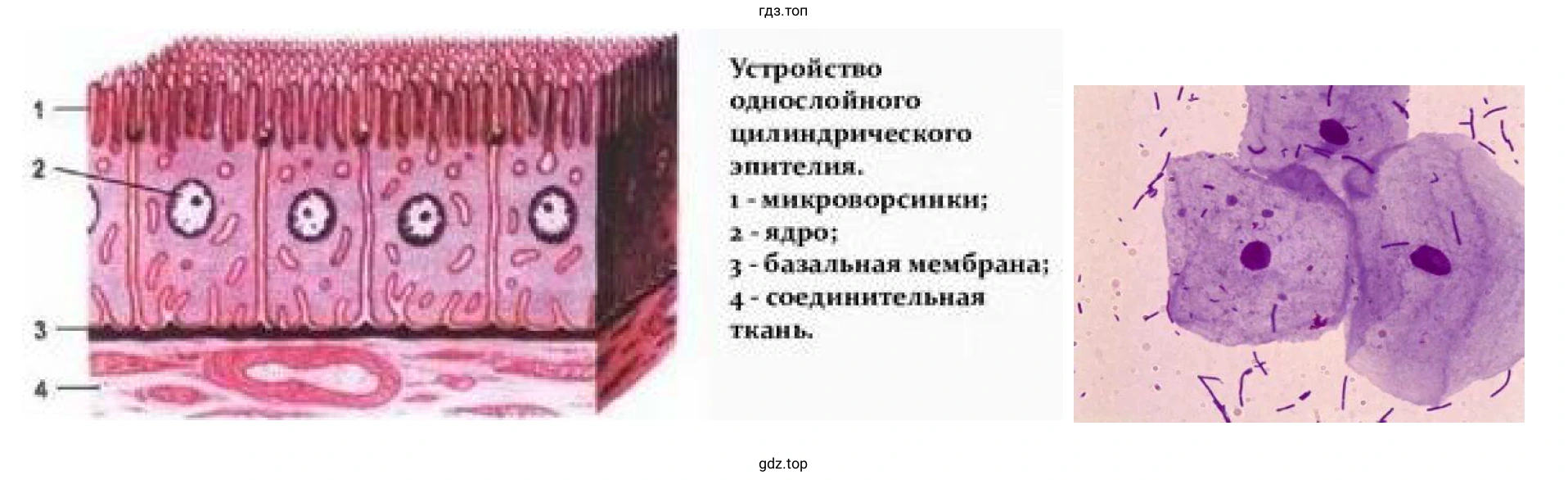 Лабораторная работа «Изучение клеток слизистой оболочки полости рта человека (на временном микропрепарате)