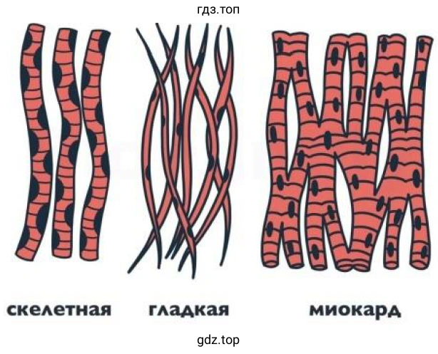 Мышечная ткань