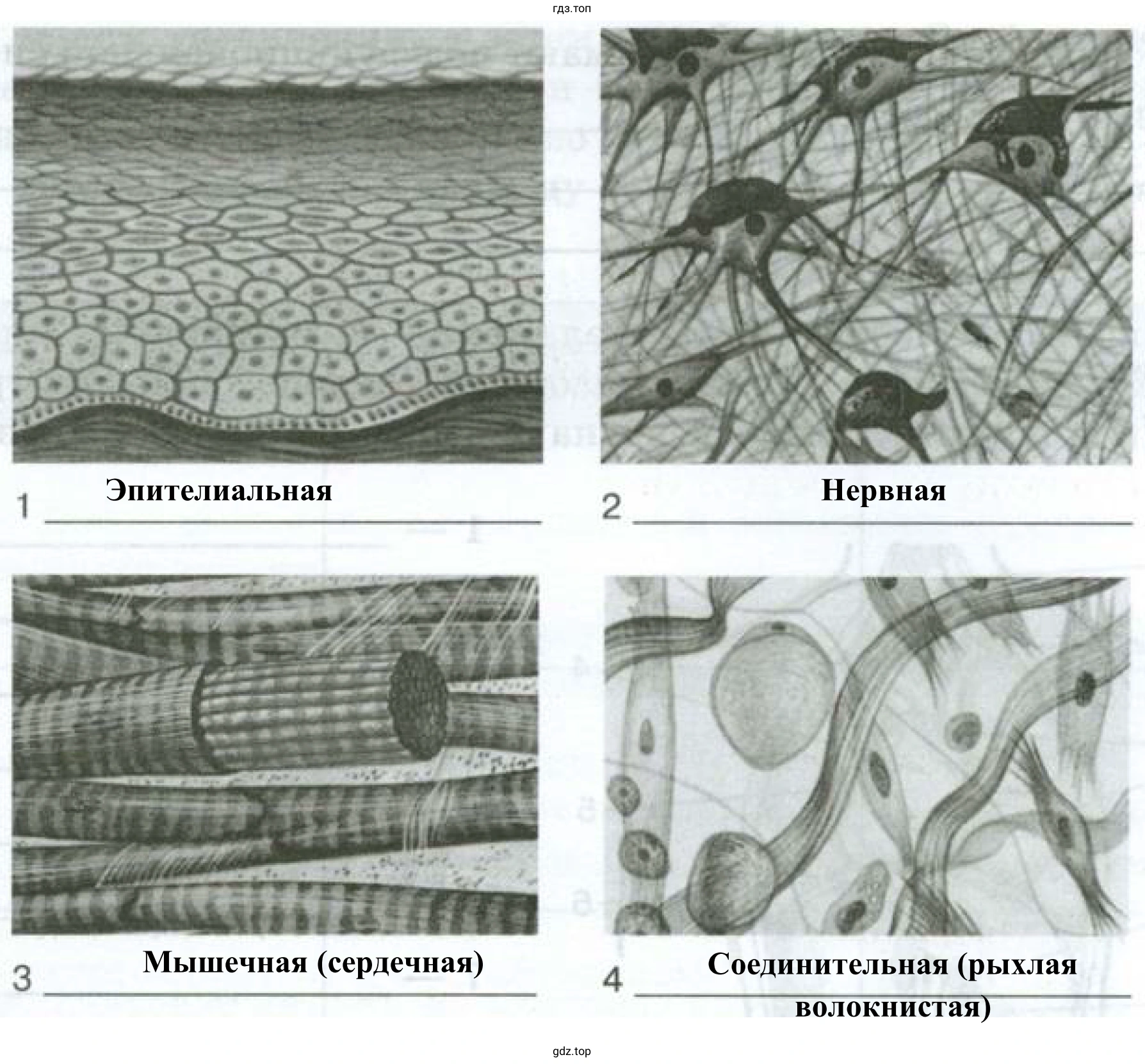 Виды тканей и их названия.