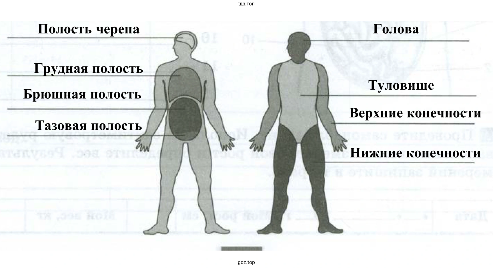 Полости организма и основные части тела человека