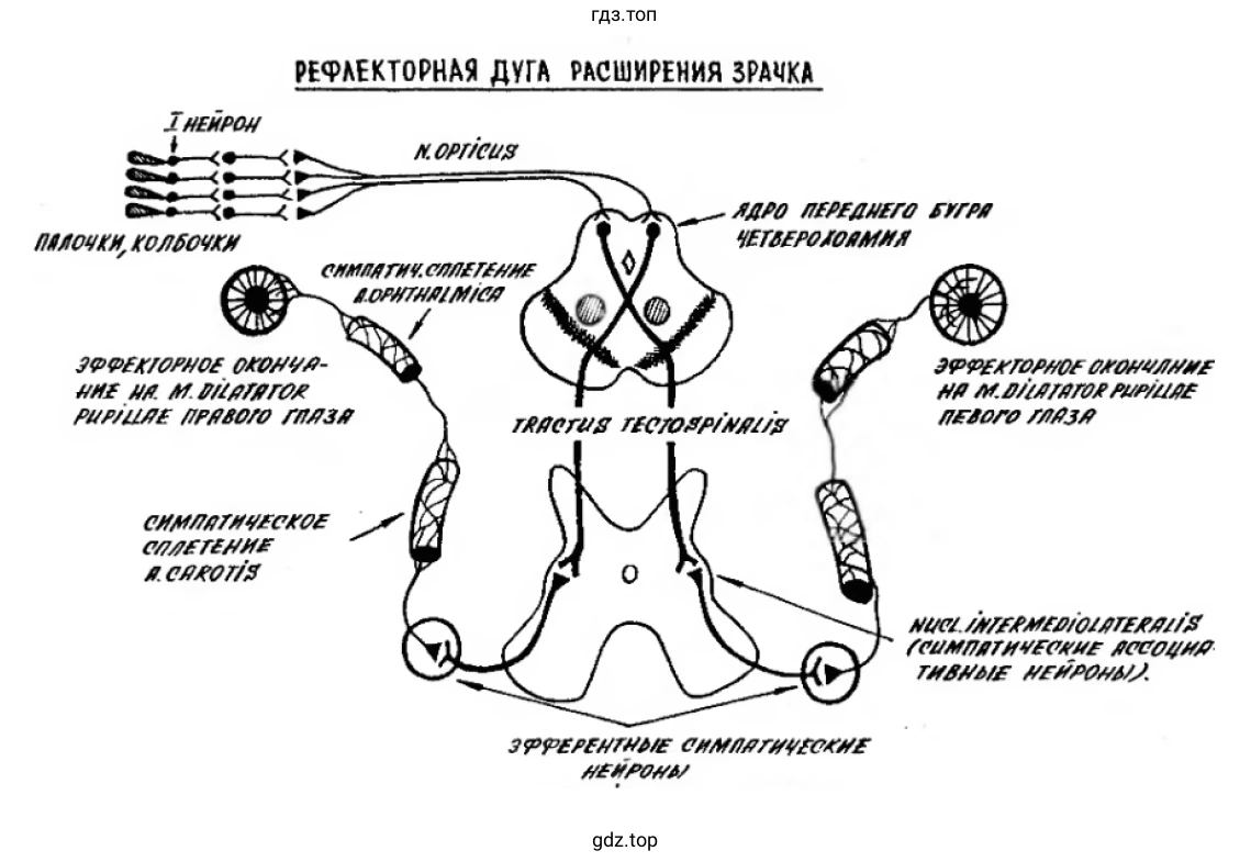 Схема. Рефлекторная дуга расширения зрачка