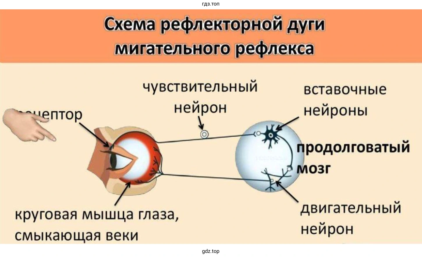 Схема рефлекторной дуги мигательного рефлекса