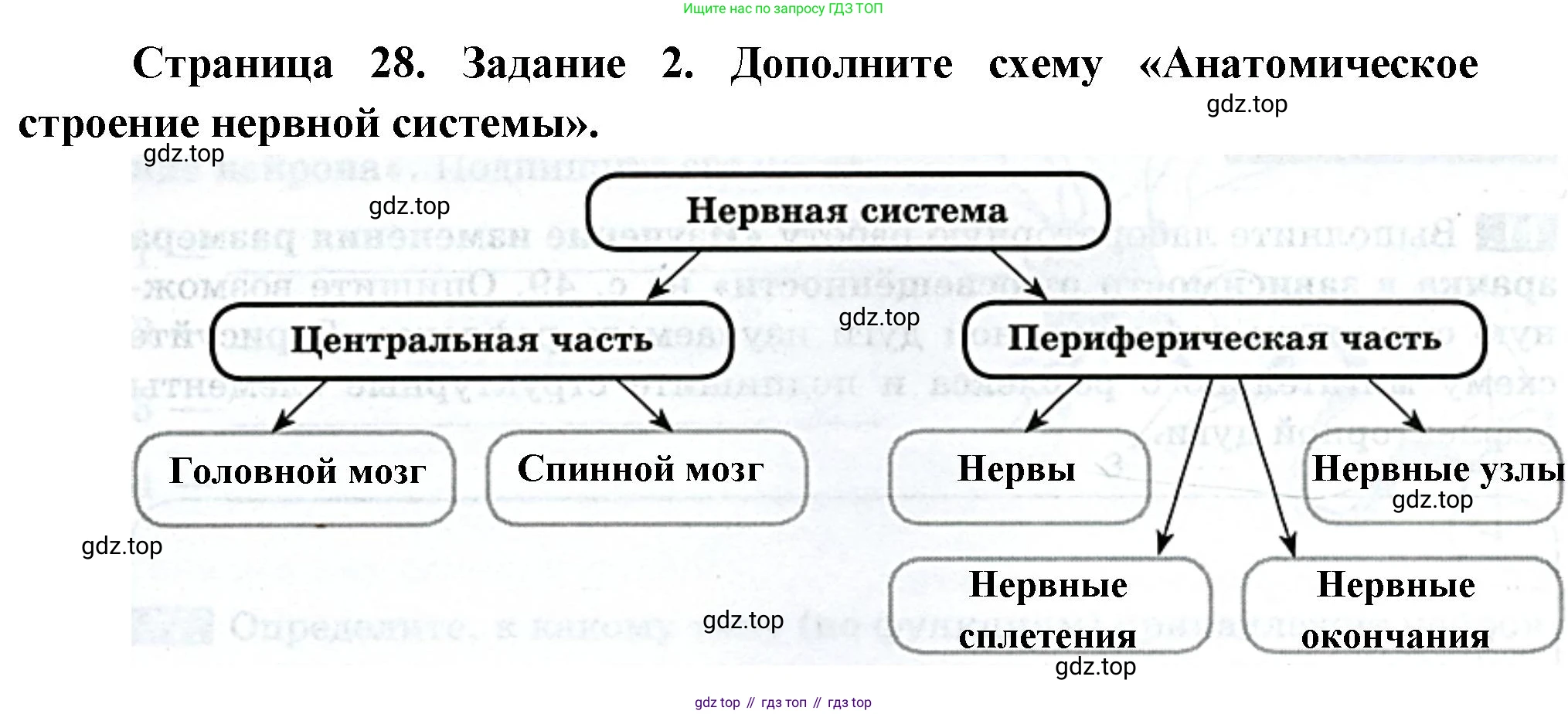 Биология, 9 класс рабочая тетрадь, авторы: Пасечник Владимир Васильевич, Швецов Глеб Геннадьевич, издательство Просвещение, Москва, 2023, розового цвета, страница 28, номер 2, Решение