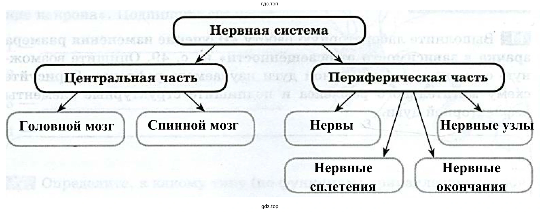 Схема «Анатомическое строение нервной системы»