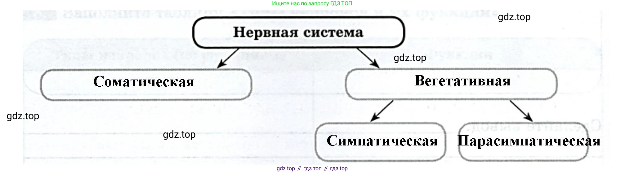 Биология, 9 класс рабочая тетрадь, авторы: Пасечник Владимир Васильевич, Швецов Глеб Геннадьевич, издательство Просвещение, Москва, 2023, розового цвета, страница 28, номер 3, Решение (продолжение 2)