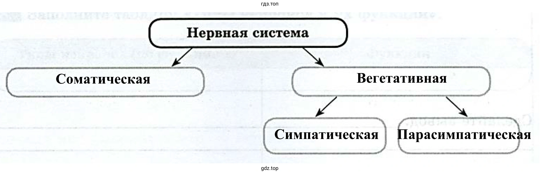 Схема «Функциональное деление нервной системы»