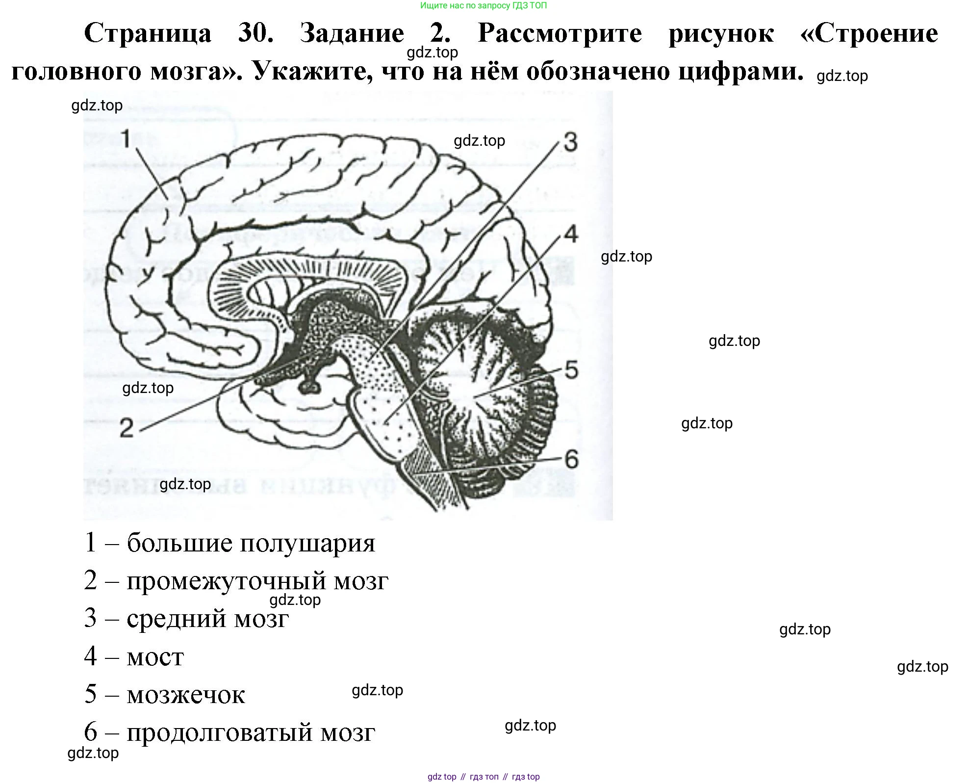 Биология, 9 класс рабочая тетрадь, авторы: Пасечник Владимир Васильевич, Швецов Глеб Геннадьевич, издательство Просвещение, Москва, 2023, розового цвета, страница 30, номер 2, Решение
