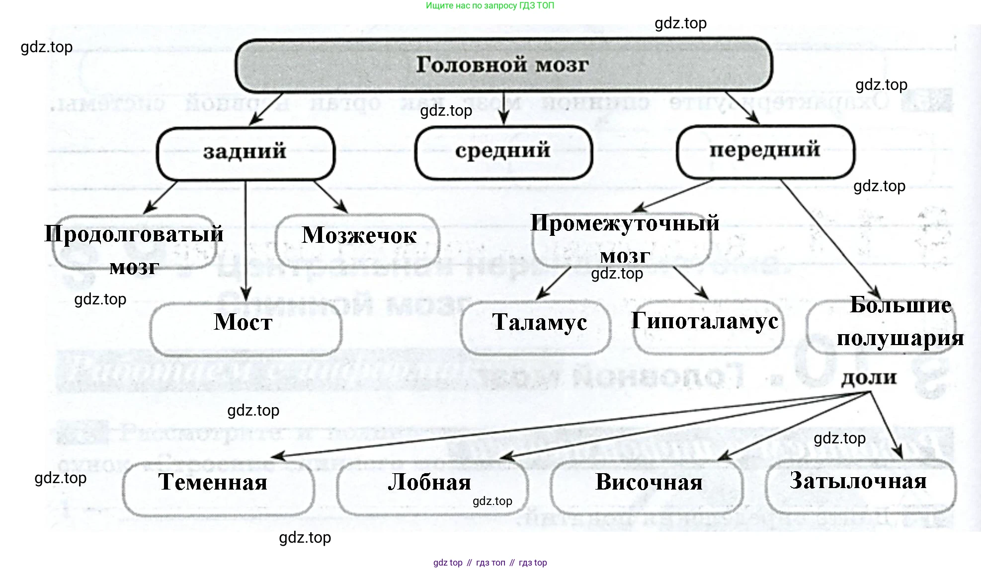 Биология, 9 класс рабочая тетрадь, авторы: Пасечник Владимир Васильевич, Швецов Глеб Геннадьевич, издательство Просвещение, Москва, 2023, розового цвета, страница 30, номер 3, Решение (продолжение 2)
