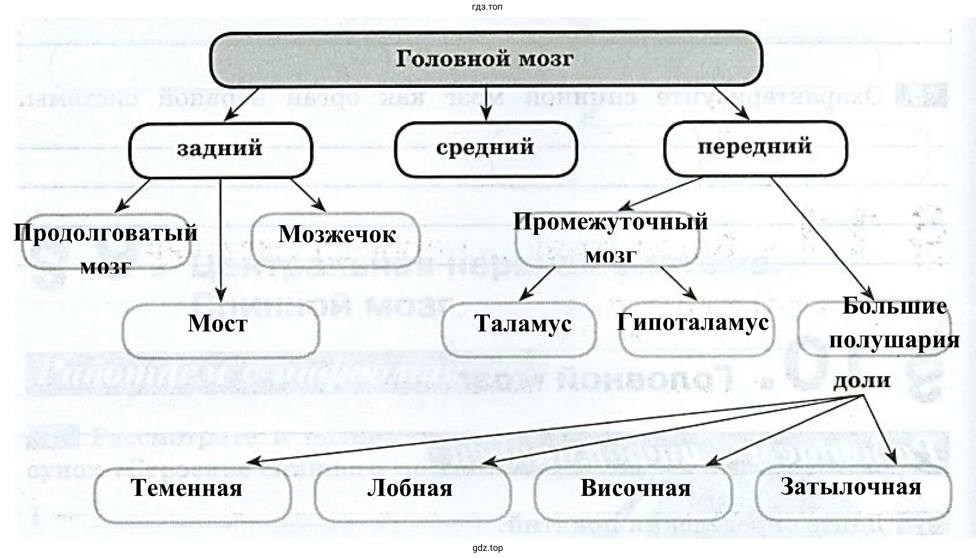 Схема «Строение головного мозга»