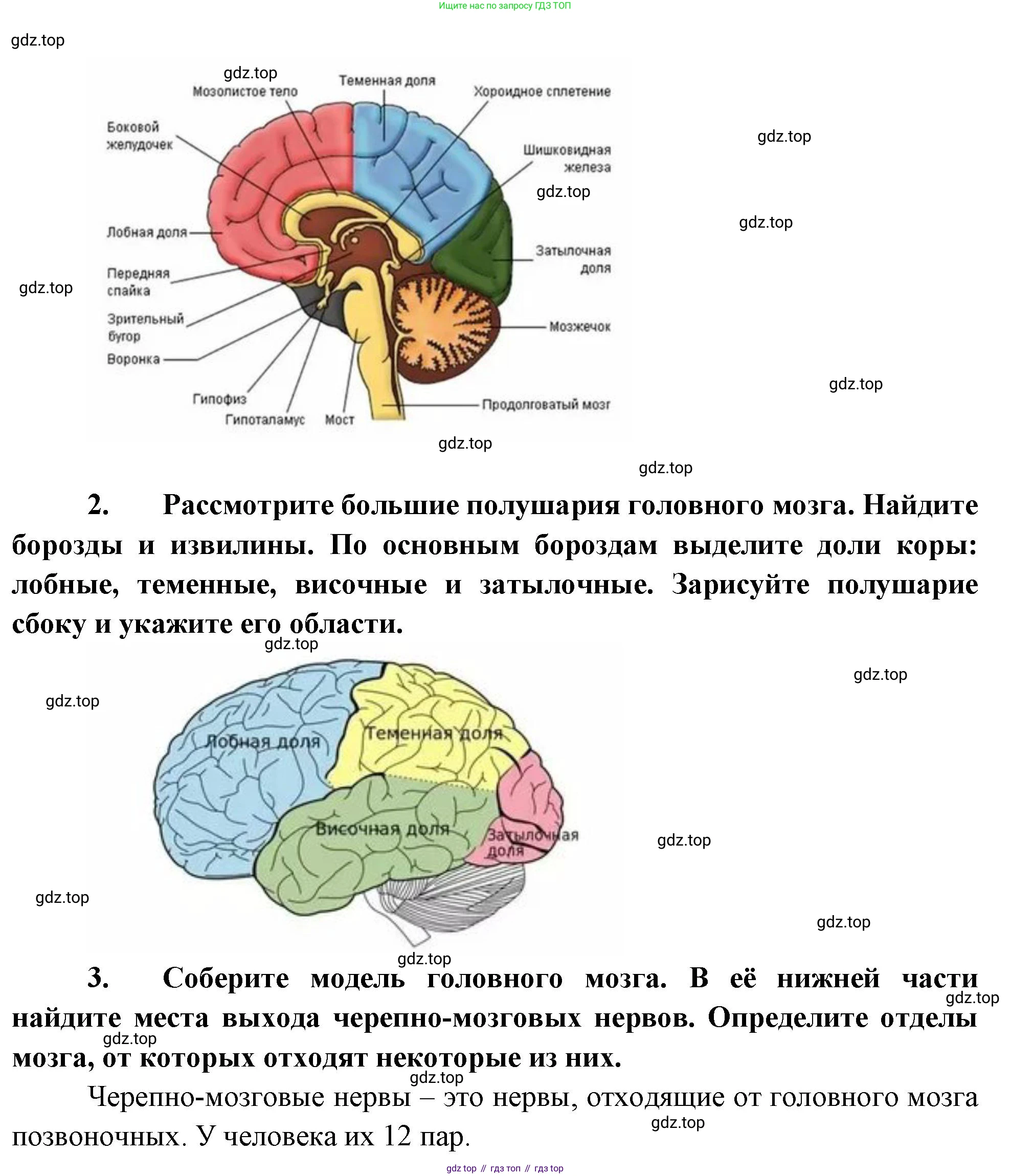 Биология, 9 класс рабочая тетрадь, авторы: Пасечник Владимир Васильевич, Швецов Глеб Геннадьевич, издательство Просвещение, Москва, 2023, розового цвета, страница 31, номер 5, Решение (продолжение 2)