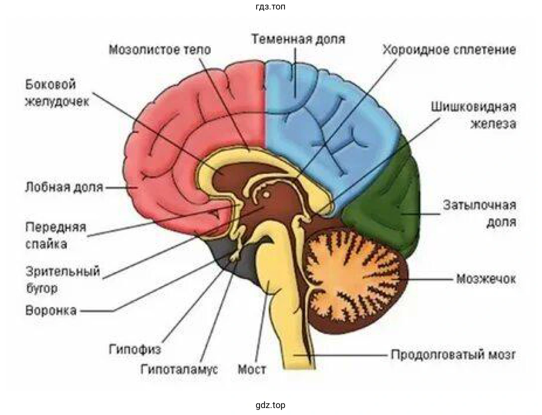 Рисунок 1. Модель головного мозга