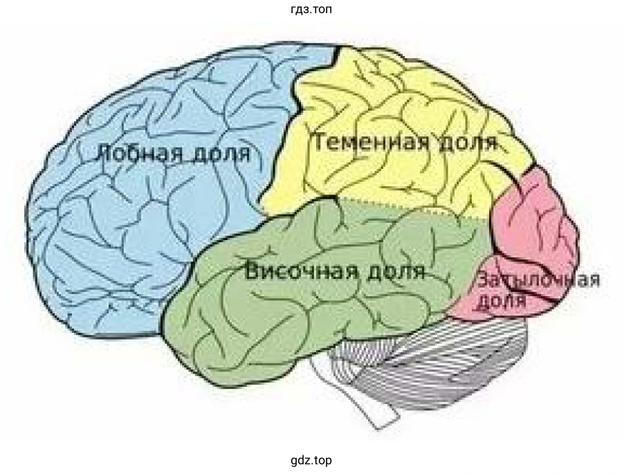 Рисунок 2. Большое полушарие головного мозга