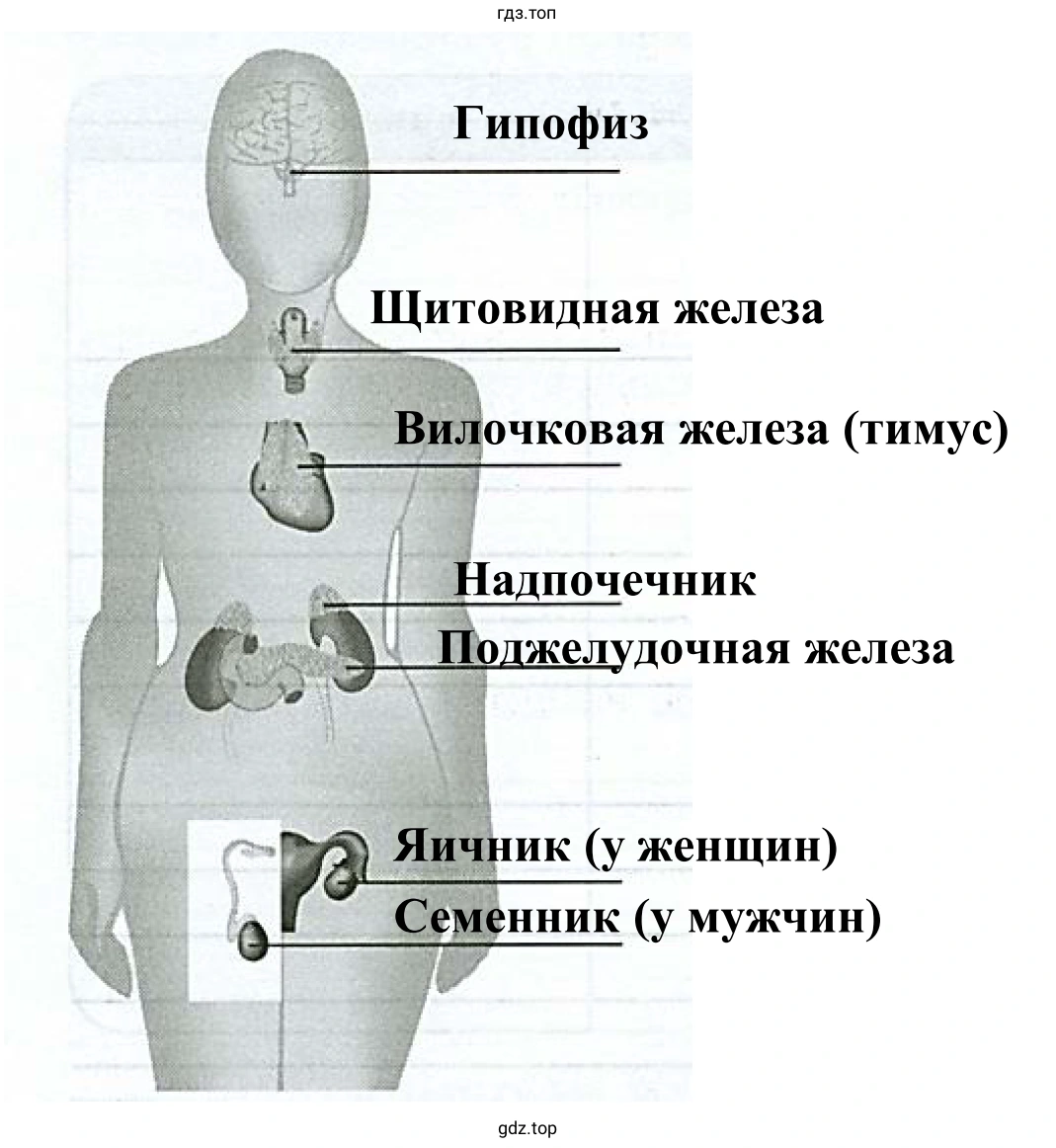 Рисунок «Железы внутренней секреции»