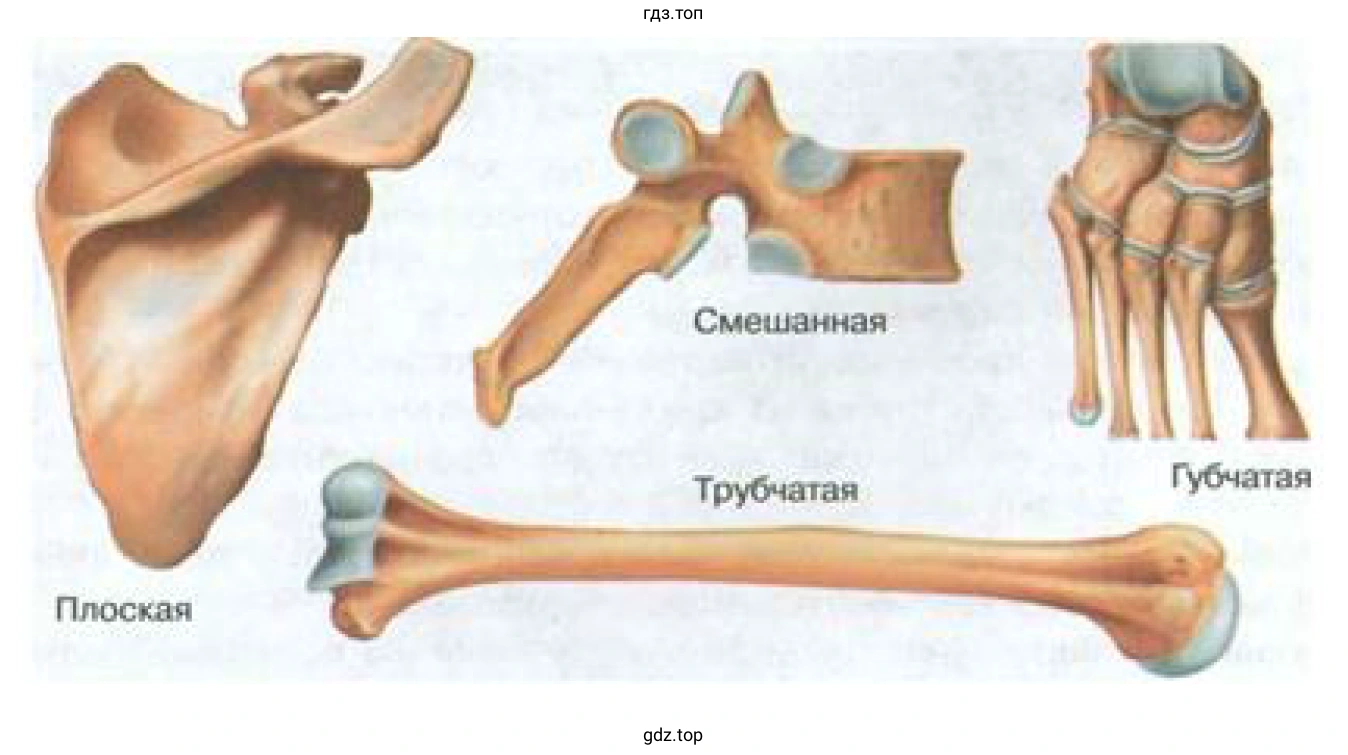Рисунок 1. Муляжи костей