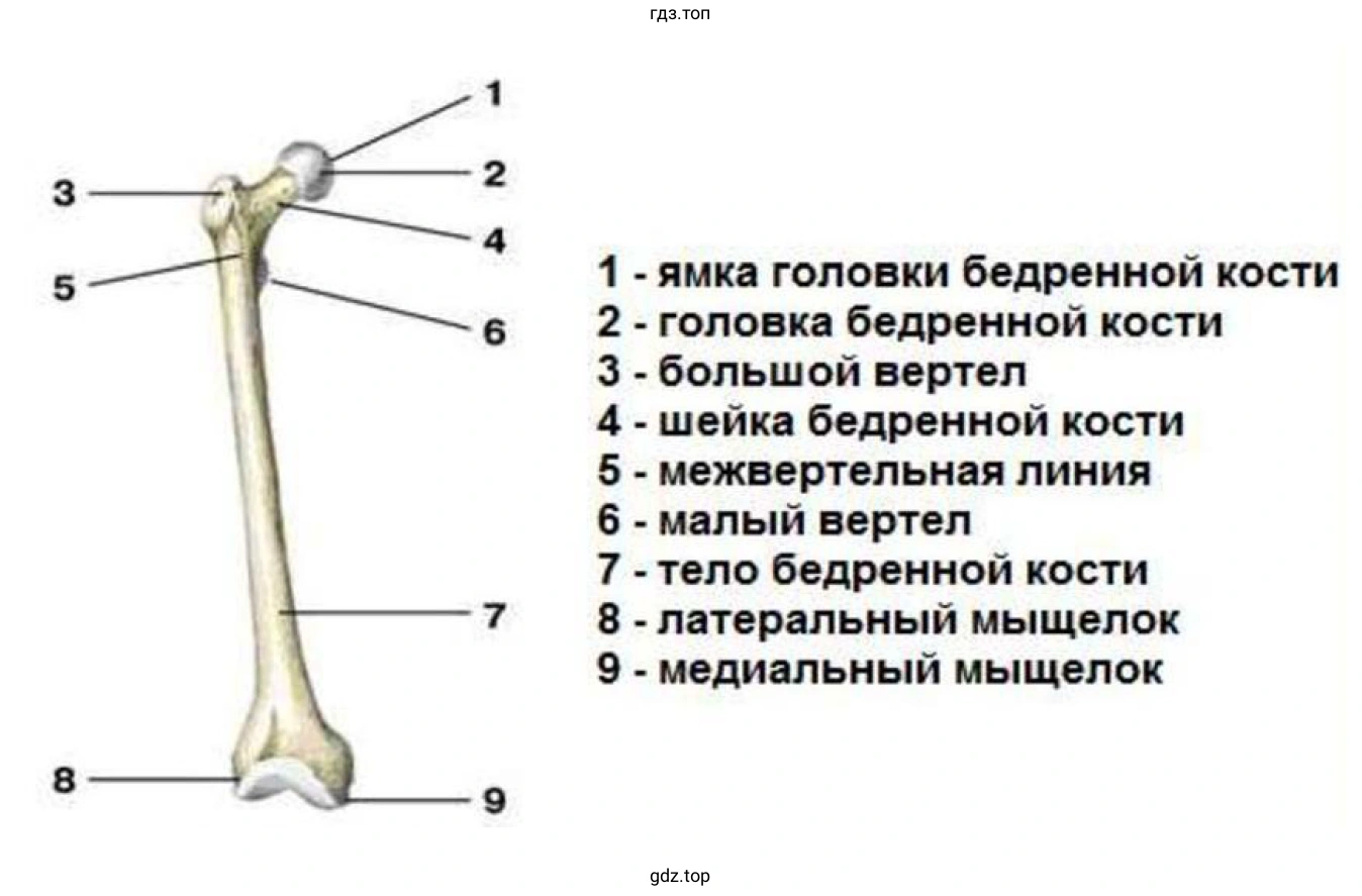 Рисунок 2. Бедренную кость
