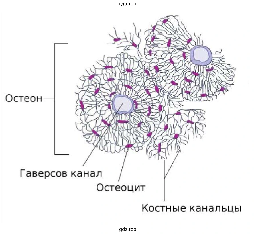 Рисунок. Строение кости под микроскопом