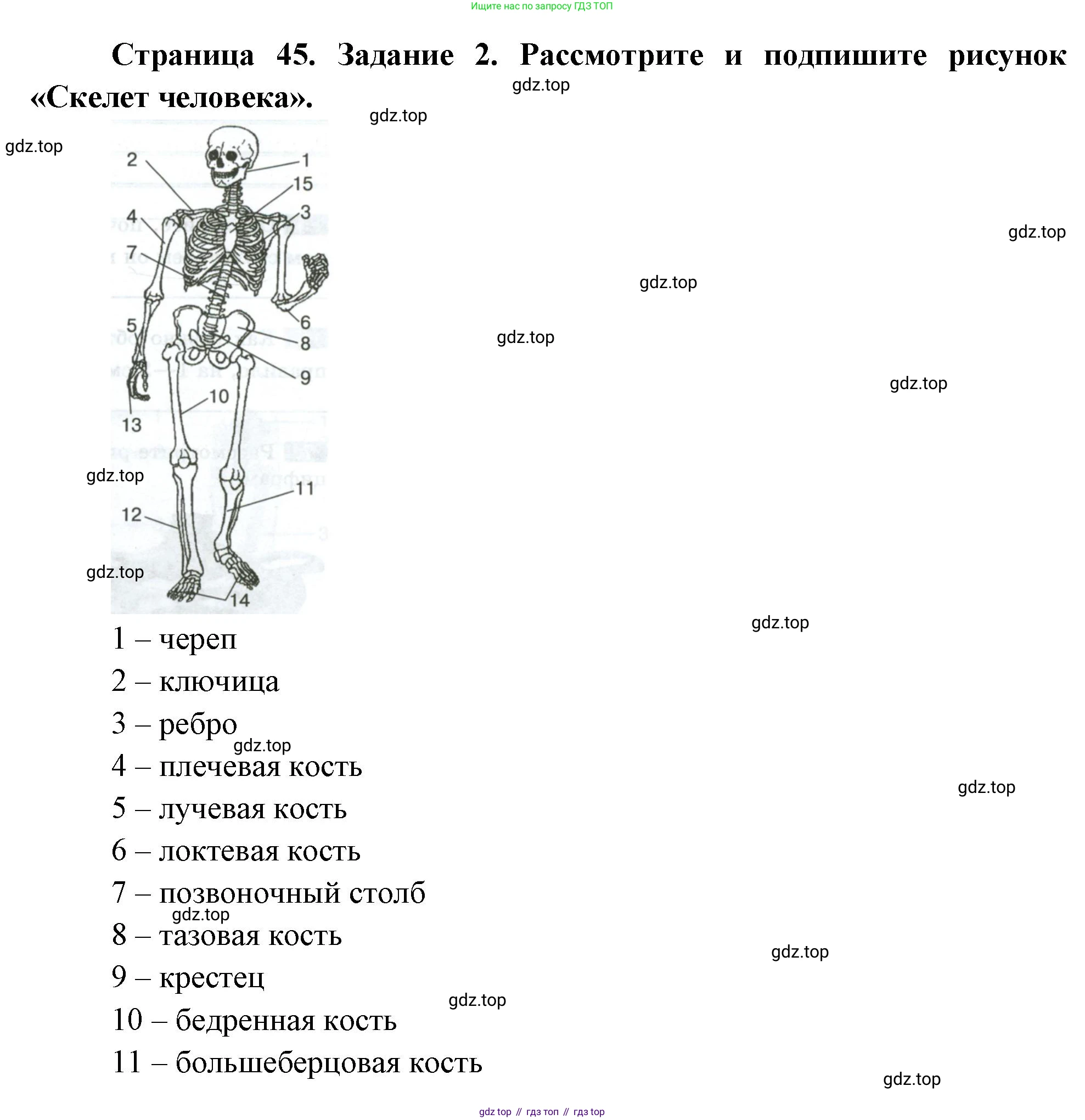 Биология, 9 класс рабочая тетрадь, авторы: Пасечник Владимир Васильевич, Швецов Глеб Геннадьевич, издательство Просвещение, Москва, 2023, розового цвета, страница 45, номер 2, Решение