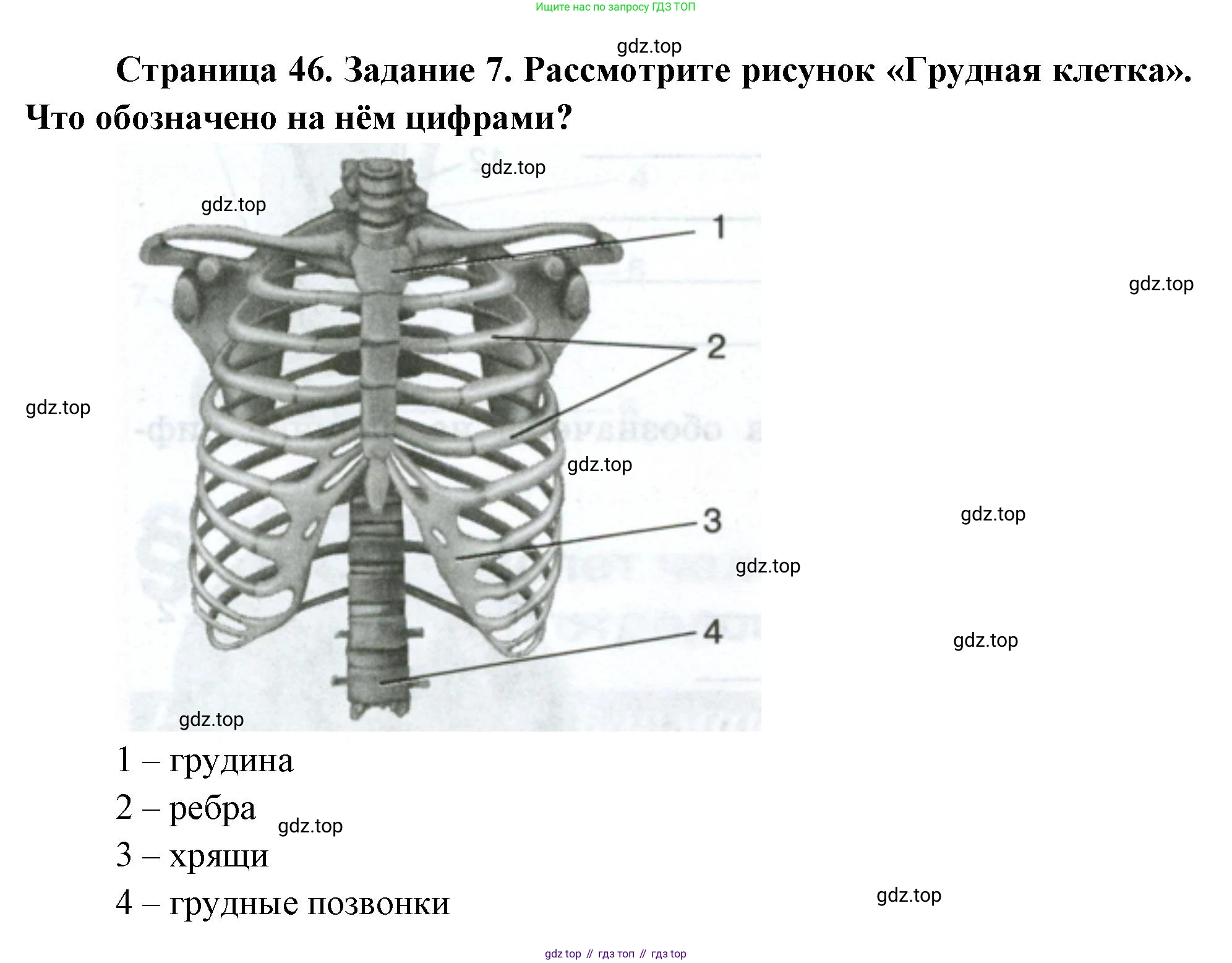 Биология, 9 класс рабочая тетрадь, авторы: Пасечник Владимир Васильевич, Швецов Глеб Геннадьевич, издательство Просвещение, Москва, 2023, розового цвета, страница 46, номер 7, Решение