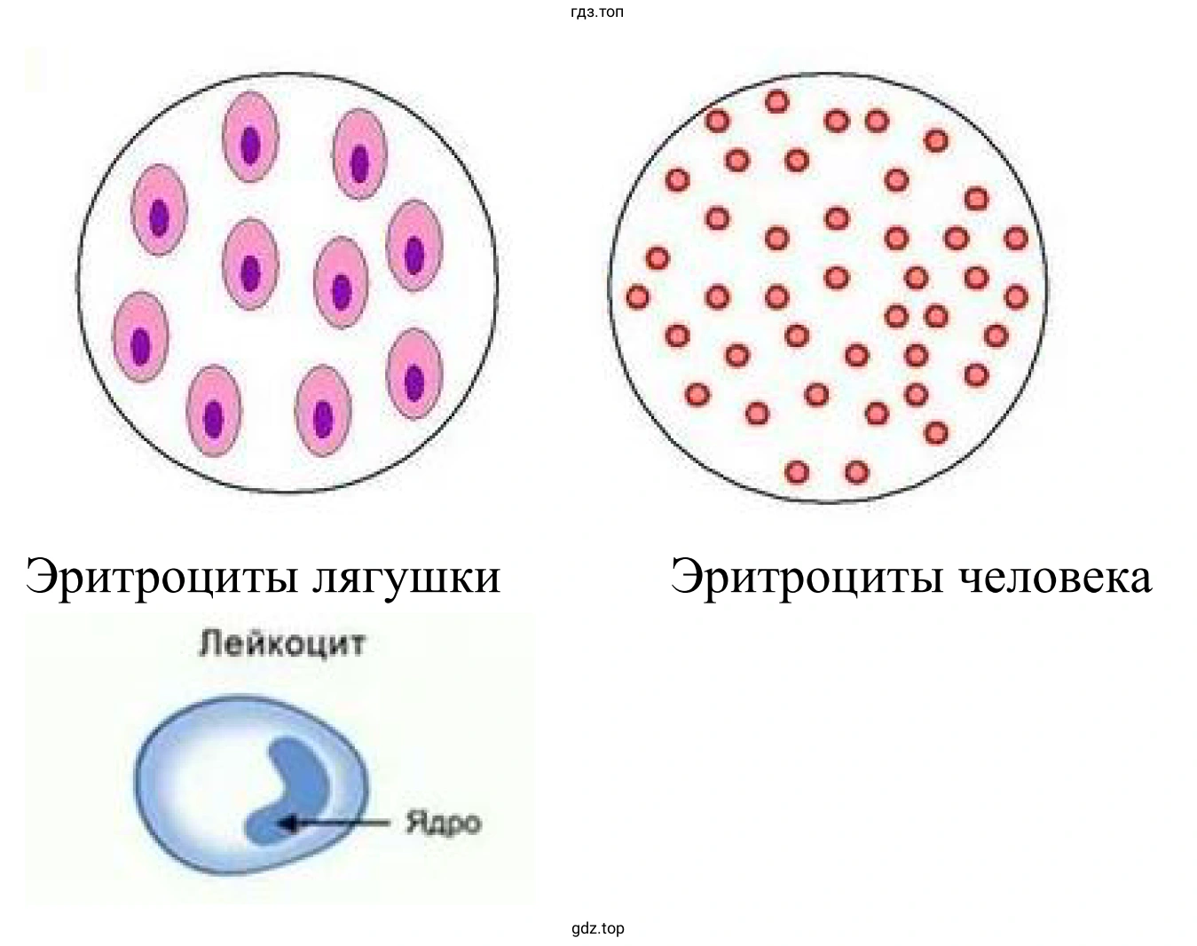 Русунок. Эритроциты лягушки, эритроциты человека, лейкоцит