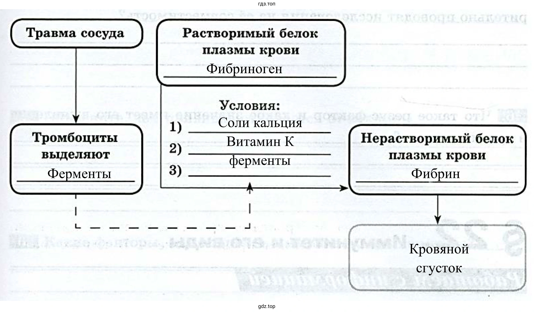 Схема, отражающая порядок событий, происходящих при свёртывании крови