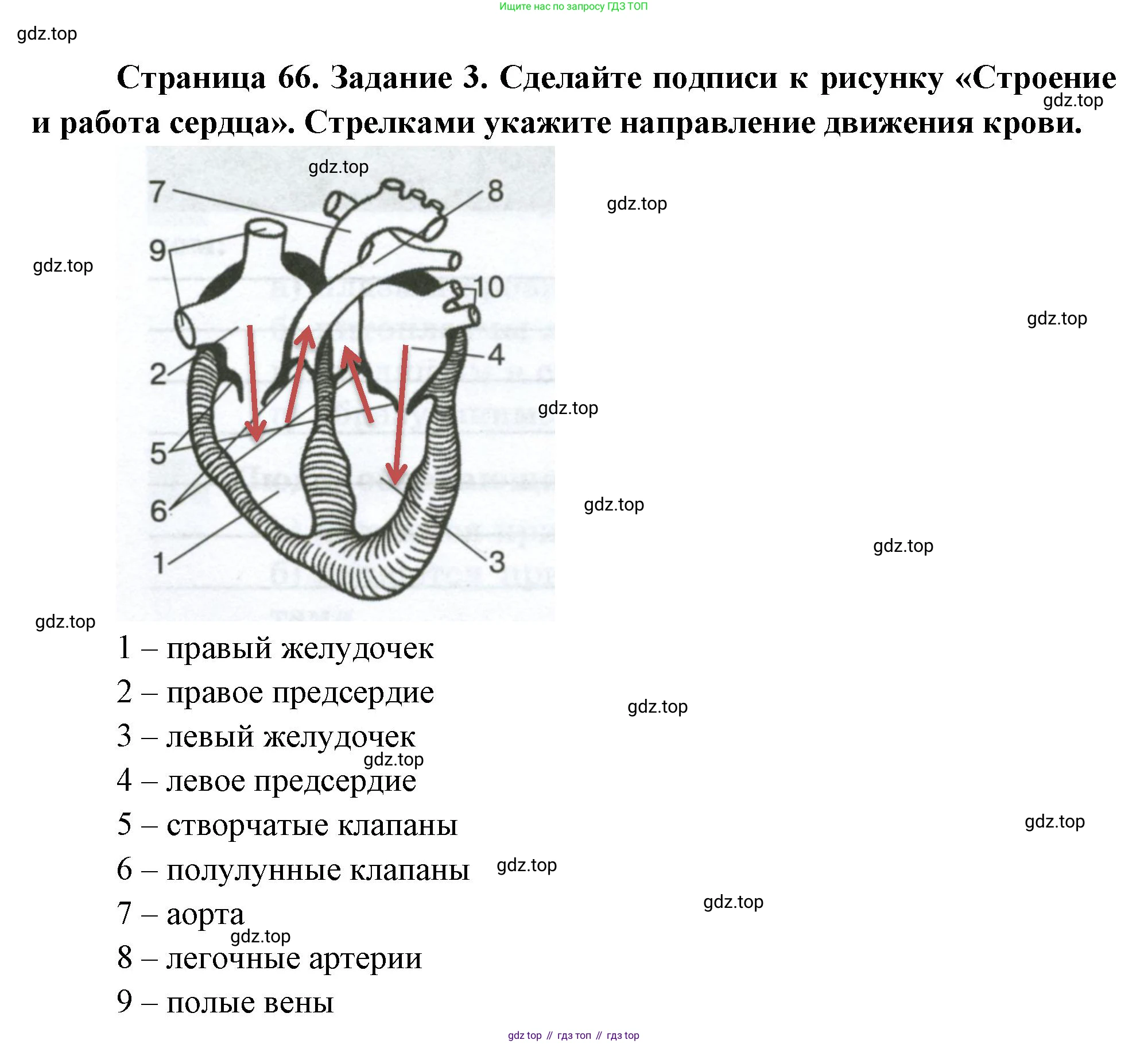 Биология, 9 класс рабочая тетрадь, авторы: Пасечник Владимир Васильевич, Швецов Глеб Геннадьевич, издательство Просвещение, Москва, 2023, розового цвета, страница 66, номер 3, Решение