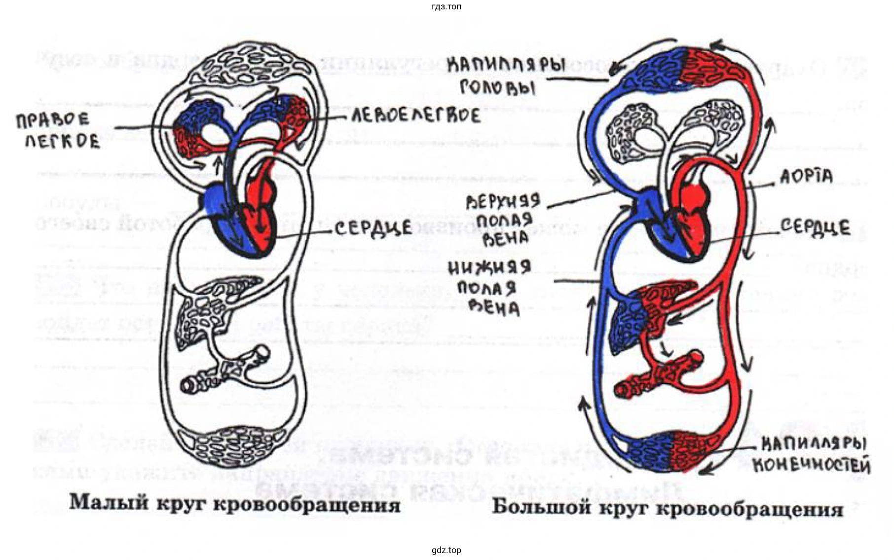 Круги кровообращения