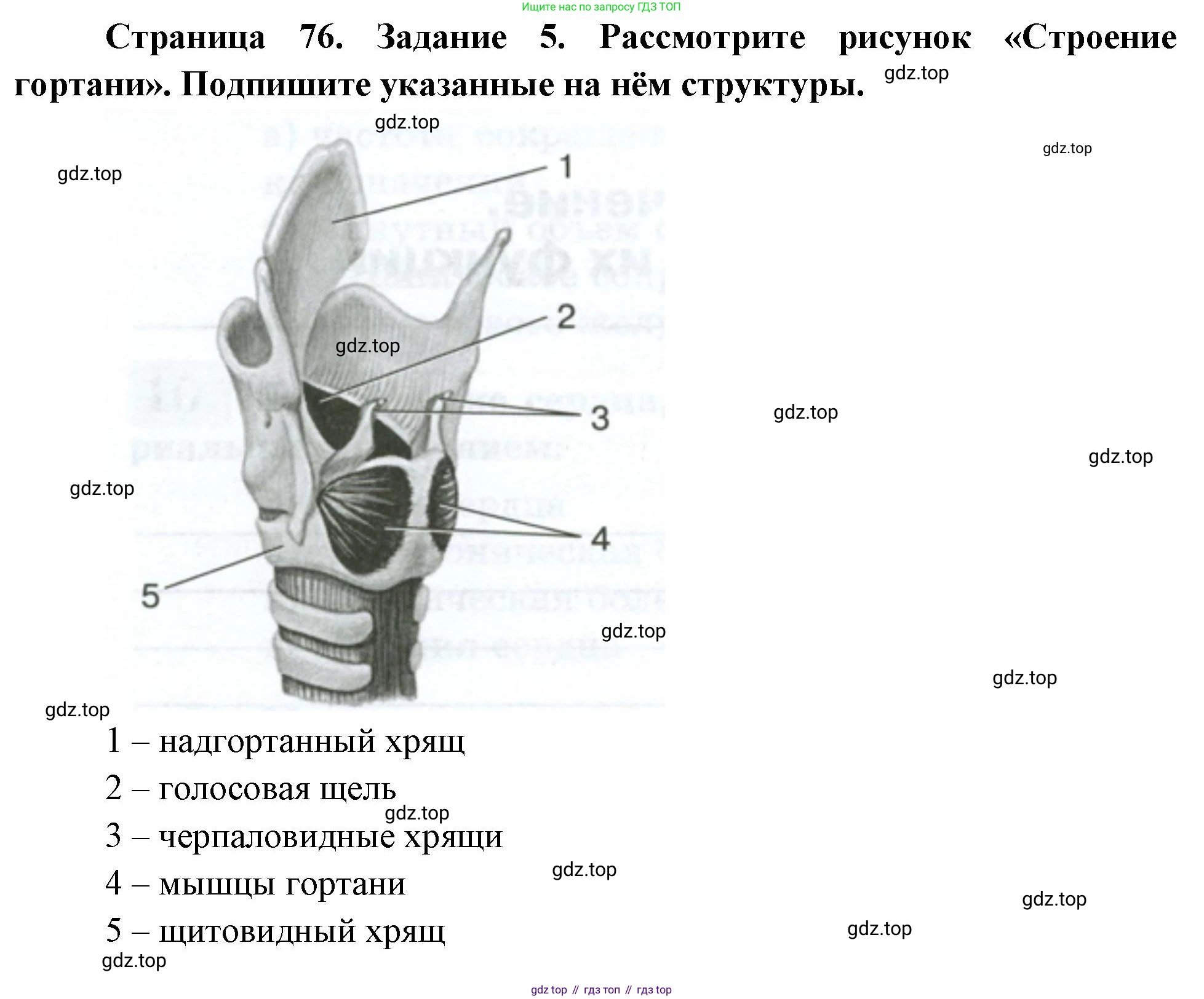 Биология, 9 класс рабочая тетрадь, авторы: Пасечник Владимир Васильевич, Швецов Глеб Геннадьевич, издательство Просвещение, Москва, 2023, розового цвета, страница 76, номер 5, Решение