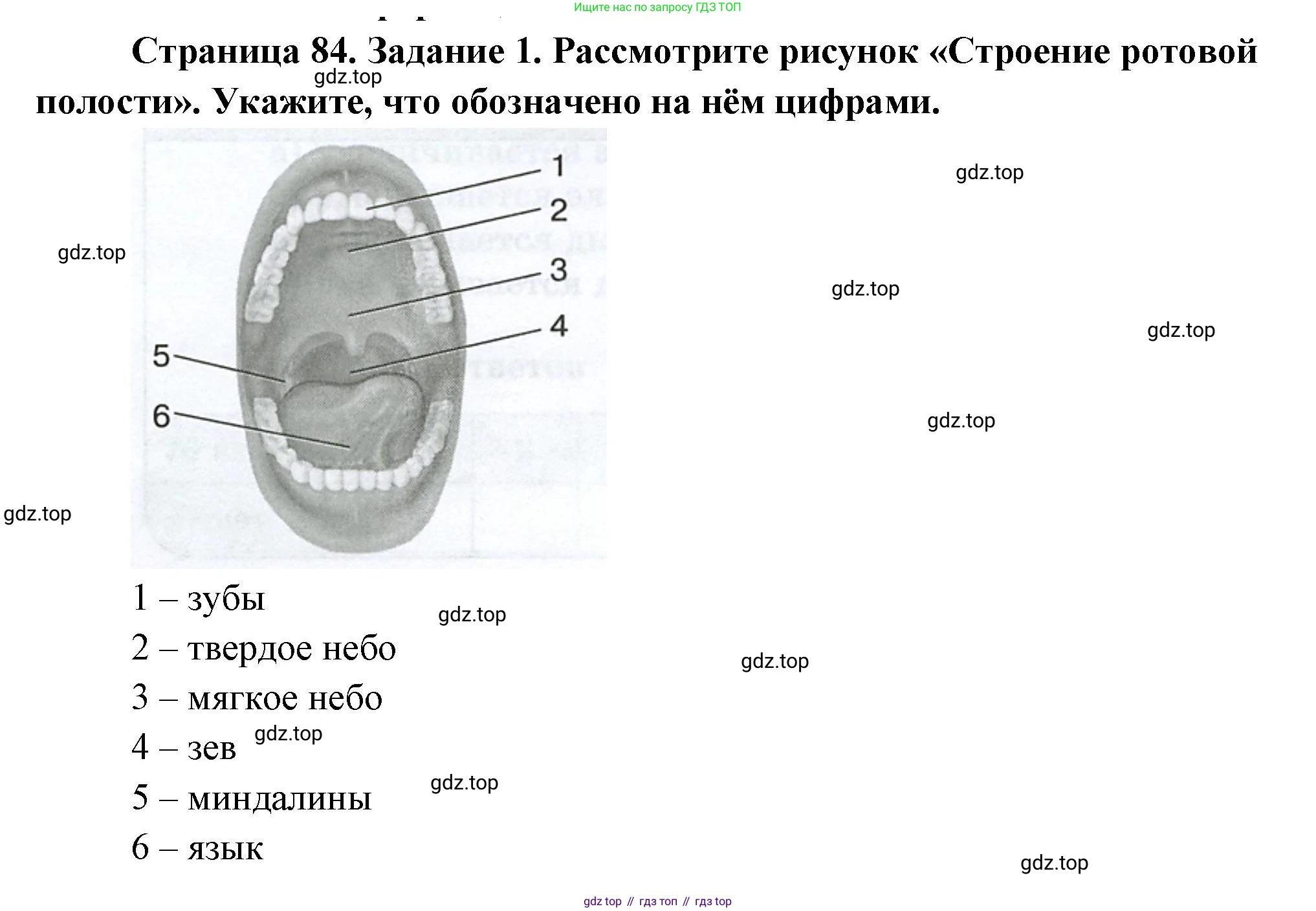 Биология, 9 класс рабочая тетрадь, авторы: Пасечник Владимир Васильевич, Швецов Глеб Геннадьевич, издательство Просвещение, Москва, 2023, розового цвета, страница 84, номер 1, Решение