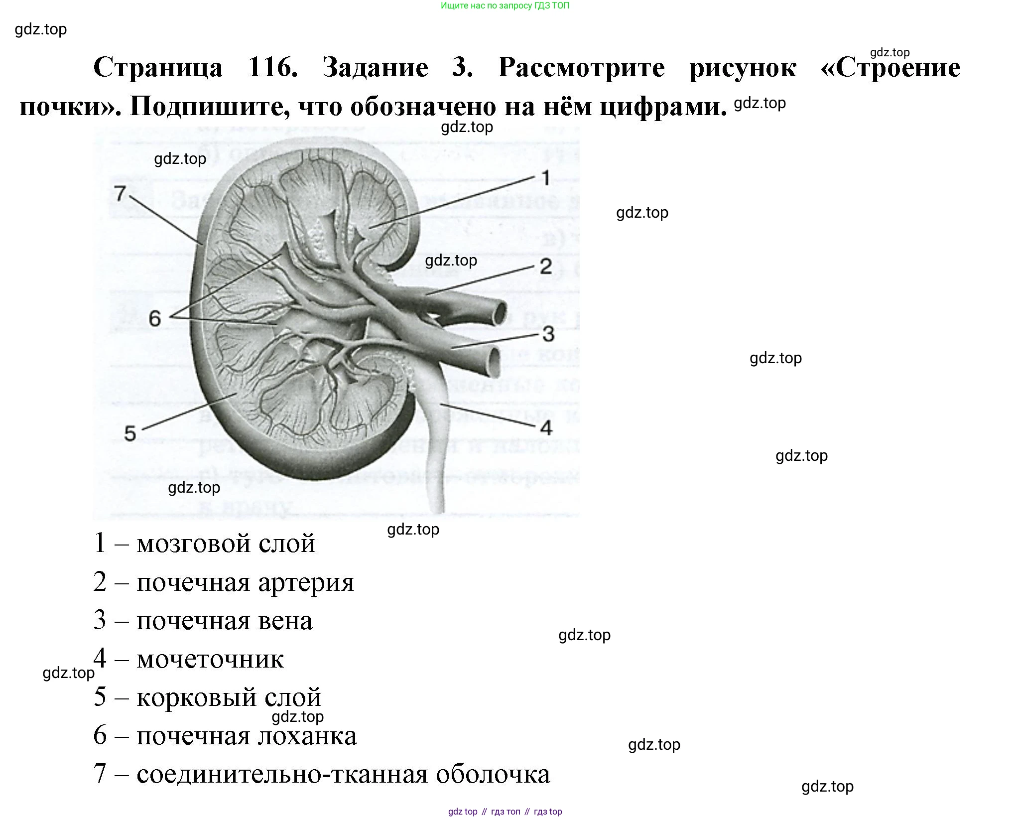Биология, 9 класс рабочая тетрадь, авторы: Пасечник Владимир Васильевич, Швецов Глеб Геннадьевич, издательство Просвещение, Москва, 2023, розового цвета, страница 116, номер 3, Решение