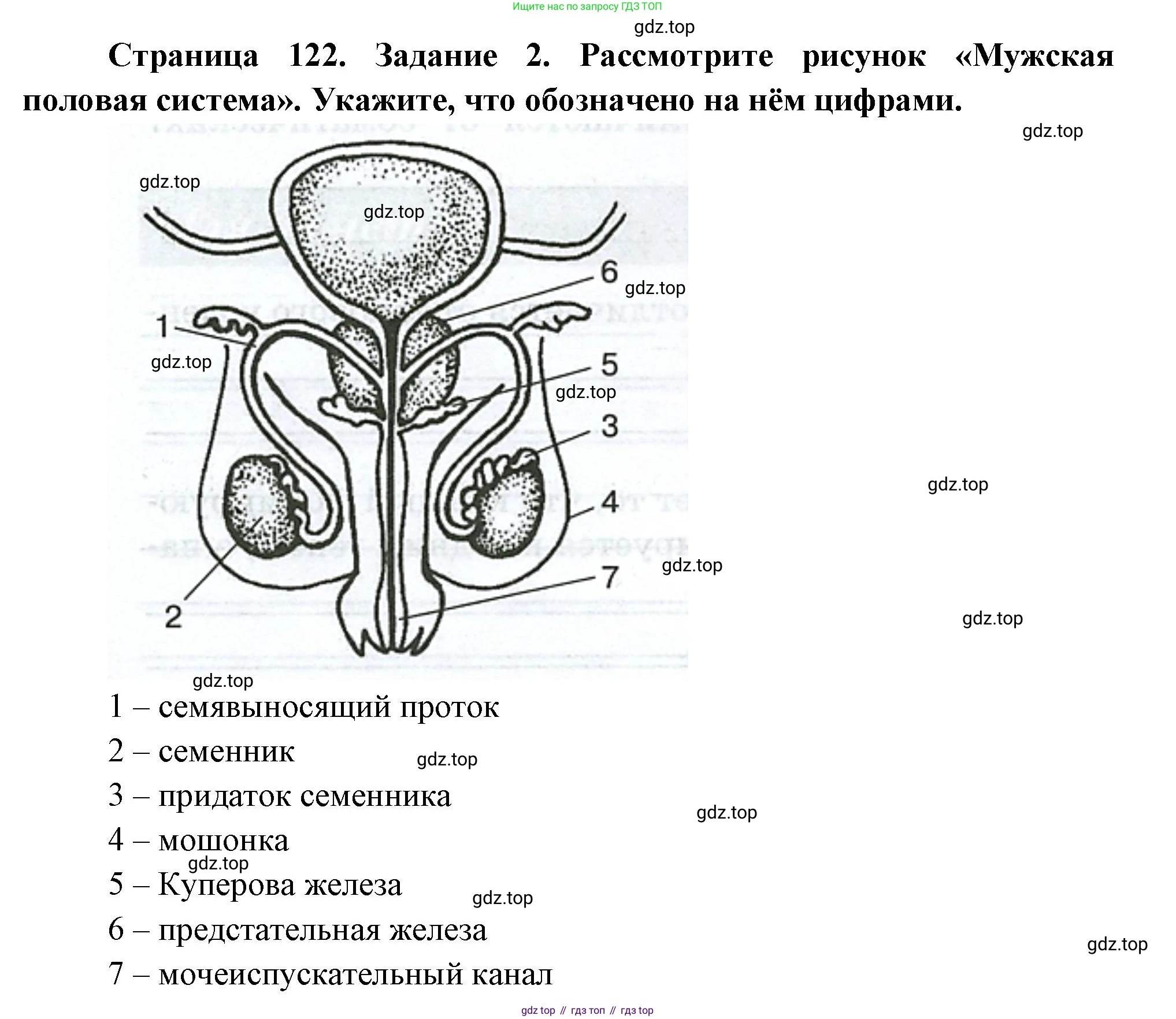 Биология, 9 класс рабочая тетрадь, авторы: Пасечник Владимир Васильевич, Швецов Глеб Геннадьевич, издательство Просвещение, Москва, 2023, розового цвета, страница 122, номер 2, Решение