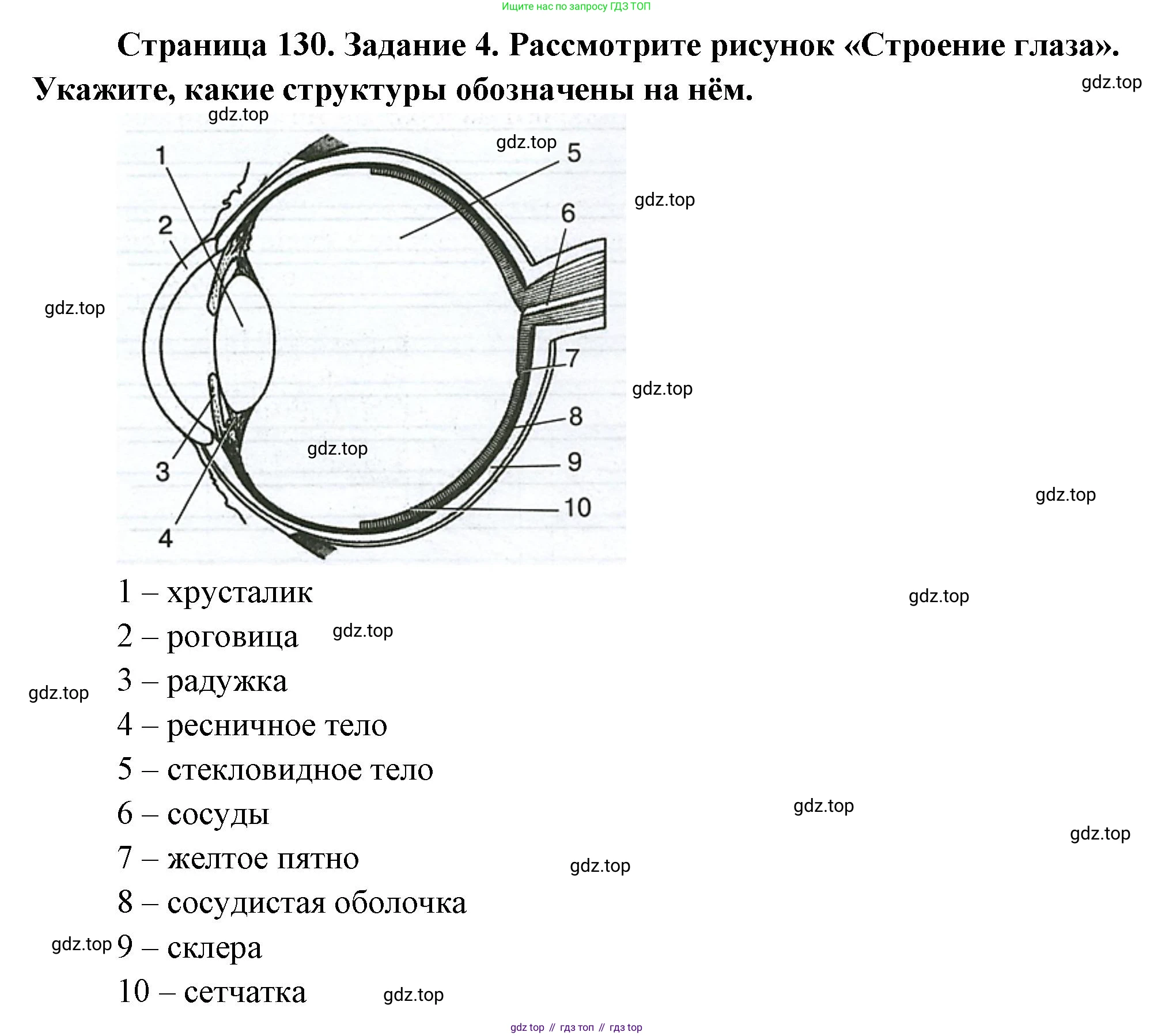 Биология, 9 класс рабочая тетрадь, авторы: Пасечник Владимир Васильевич, Швецов Глеб Геннадьевич, издательство Просвещение, Москва, 2023, розового цвета, страница 130, номер 4, Решение