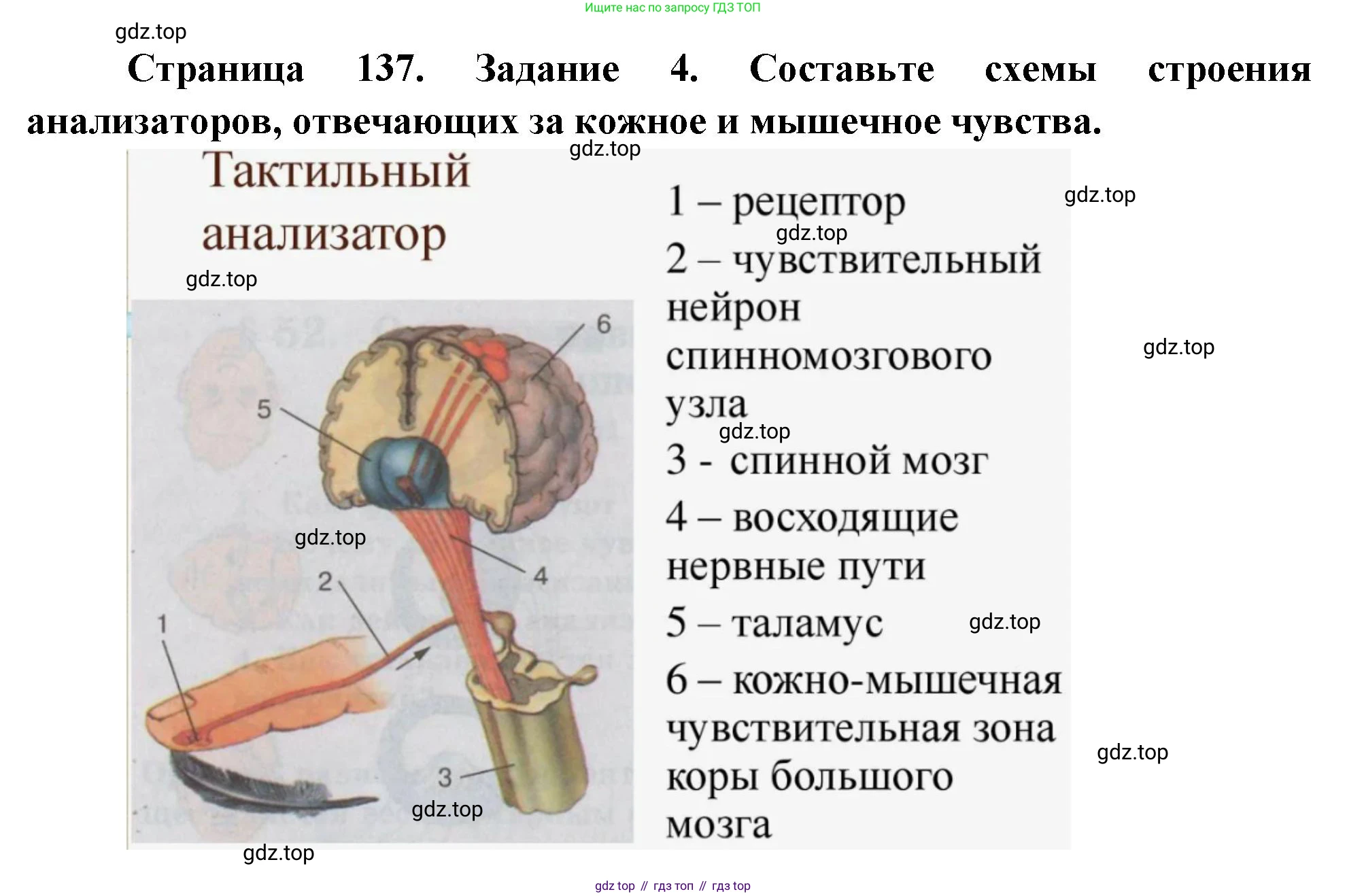 Биология, 9 класс рабочая тетрадь, авторы: Пасечник Владимир Васильевич, Швецов Глеб Геннадьевич, издательство Просвещение, Москва, 2023, розового цвета, страница 137, номер 4, Решение