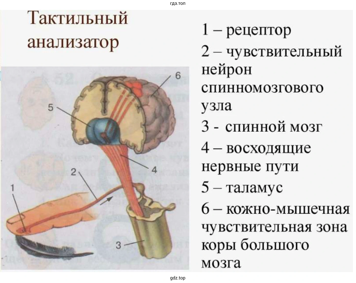 Тактильный анализатор