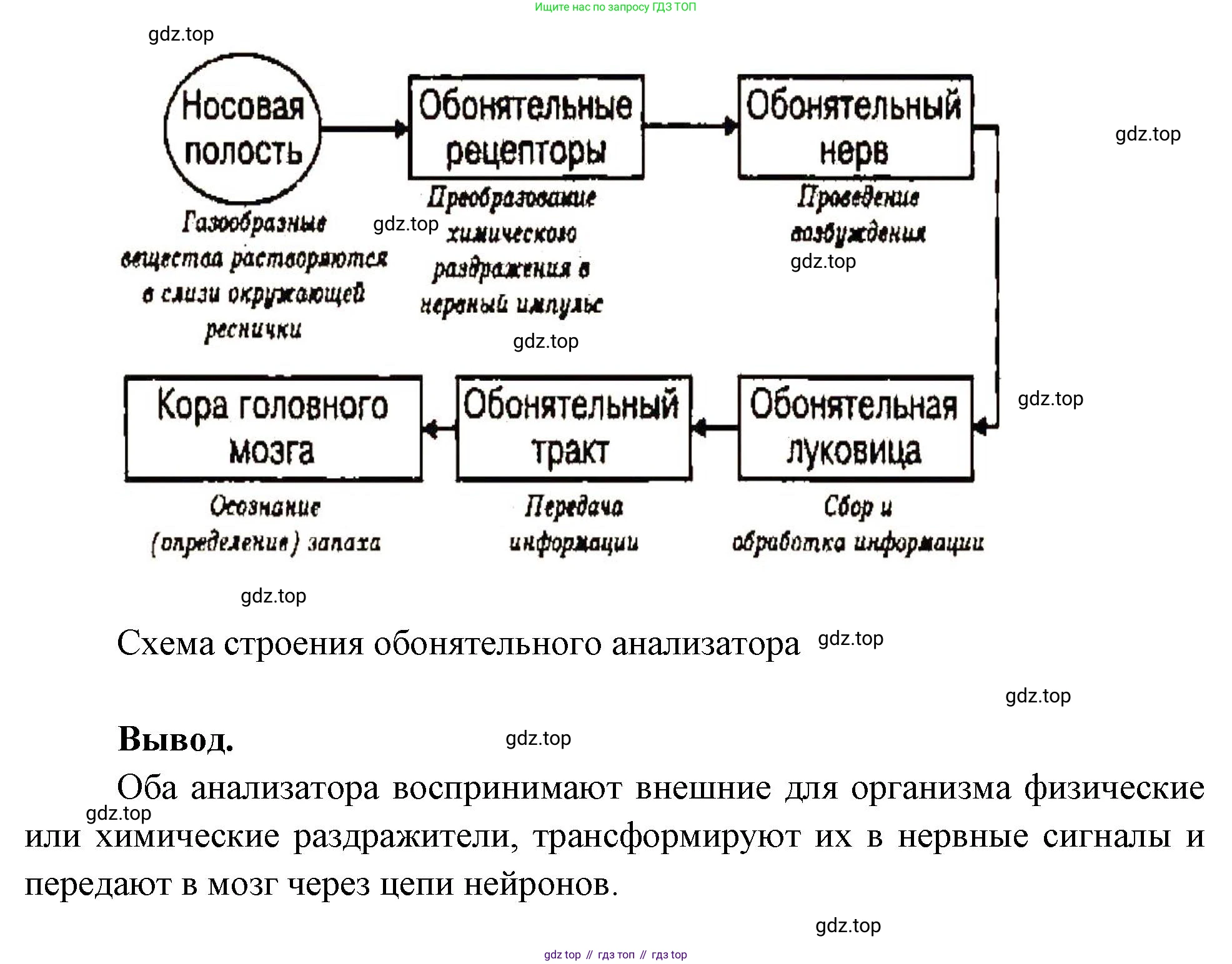 Биология, 9 класс рабочая тетрадь, авторы: Пасечник Владимир Васильевич, Швецов Глеб Геннадьевич, издательство Просвещение, Москва, 2023, розового цвета, страница 138, номер 3, Решение (продолжение 2)