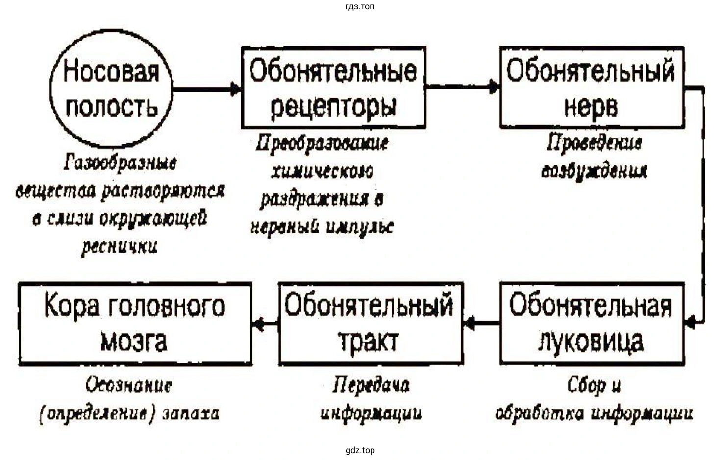 Схема строения обонятельного анализатора