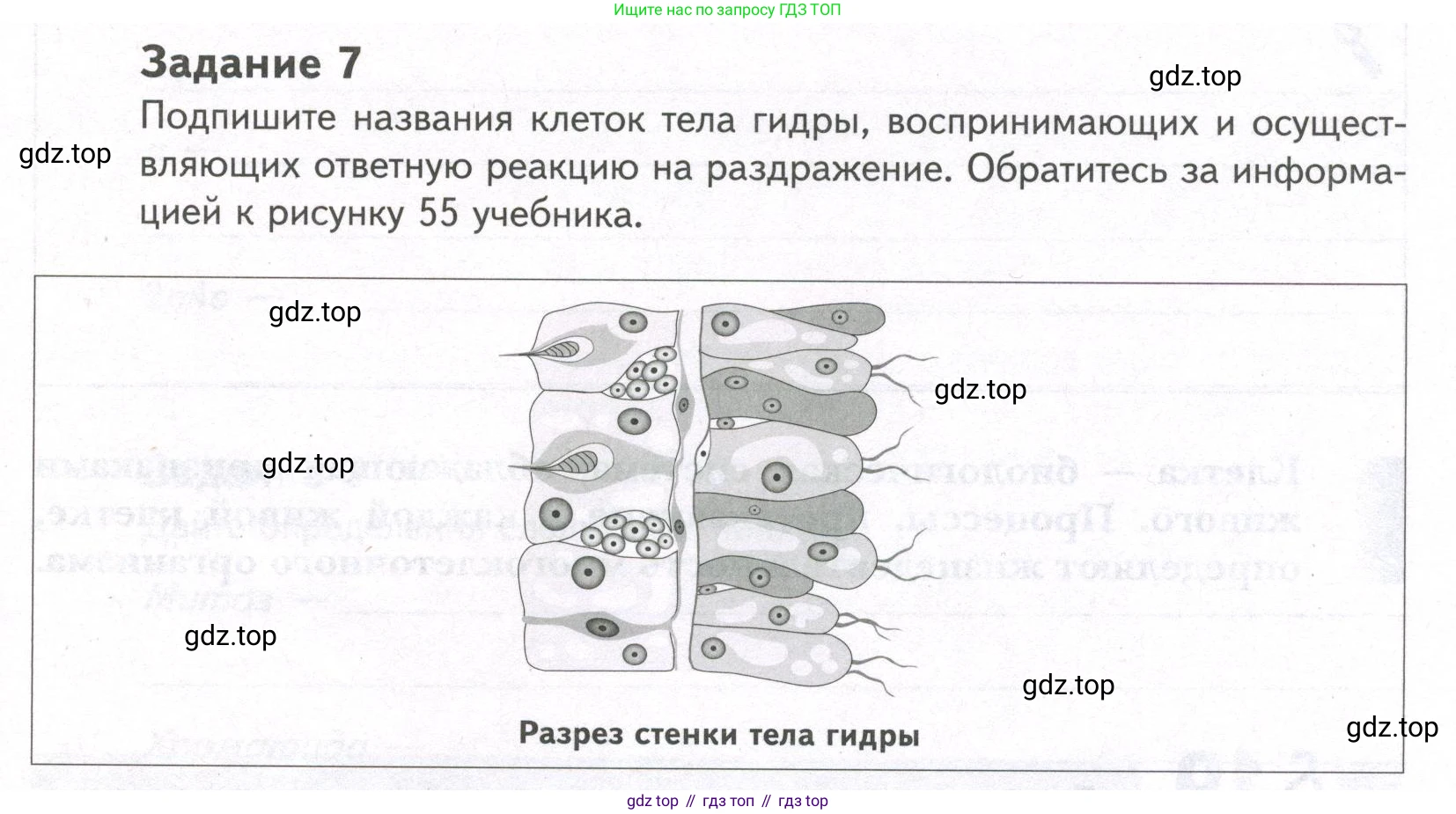 ГДЗ Биология, 9 класс рабочая тетрадь, автор: Сухова Тамара Сергеевна, издательство Просвещение, Москва, 2021, Часть 1, страница 59, номер 7, Условие