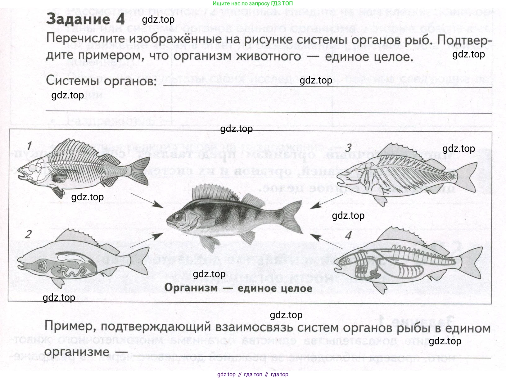 ГДЗ Биология, 9 класс рабочая тетрадь, автор: Сухова Тамара Сергеевна, издательство Просвещение, Москва, 2021, Часть 1, страница 81, номер 4, Условие