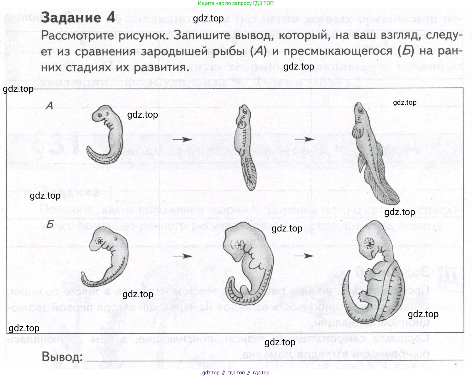 ГДЗ Биология, 9 класс рабочая тетрадь, автор: Сухова Тамара Сергеевна, издательство Просвещение, Москва, 2021, Часть 2, страница 5, номер 4, Условие