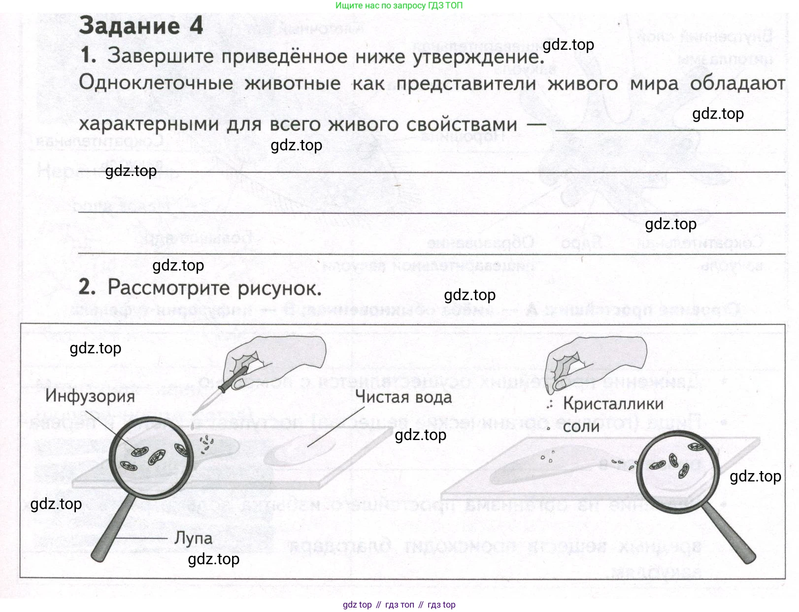 ГДЗ Биология, 9 класс рабочая тетрадь, автор: Сухова Тамара Сергеевна, издательство Просвещение, Москва, 2021, Часть 2, страница 63, номер 4, Условие