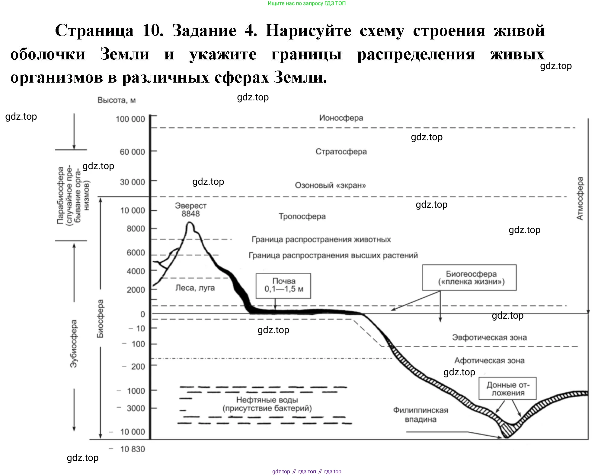 ГДЗ Биология, 9 класс рабочая тетрадь, автор: Сухова Тамара Сергеевна, издательство Просвещение, Москва, 2021, Часть 1, страница 10, номер 4, Решение