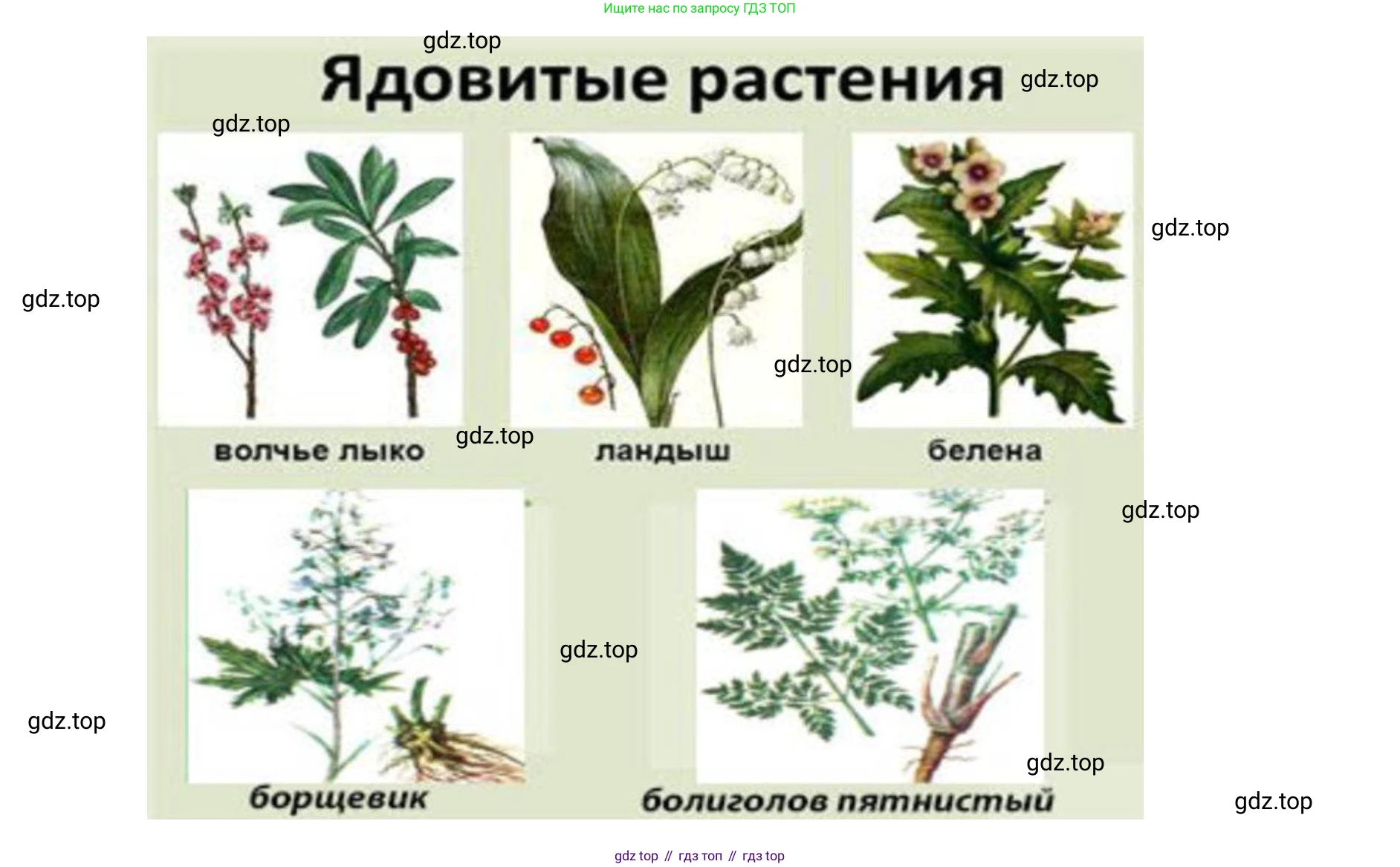 ГДЗ Биология, 9 класс рабочая тетрадь, автор: Сухова Тамара Сергеевна, издательство Просвещение, Москва, 2021, Часть 1, страница 33, номер 5, Решение (продолжение 2)