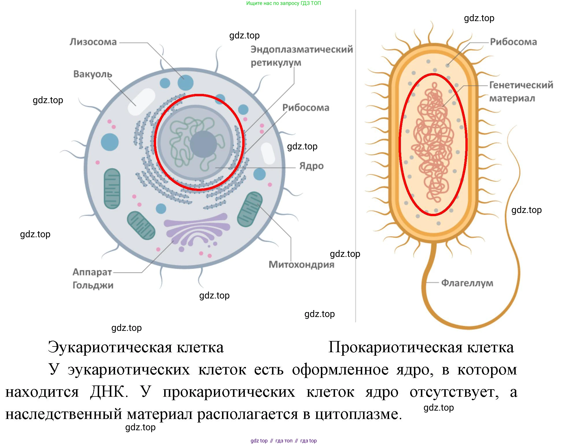 ГДЗ Биология, 9 класс рабочая тетрадь, автор: Сухова Тамара Сергеевна, издательство Просвещение, Москва, 2021, Часть 1, страница 53, номер 4, Решение (продолжение 2)