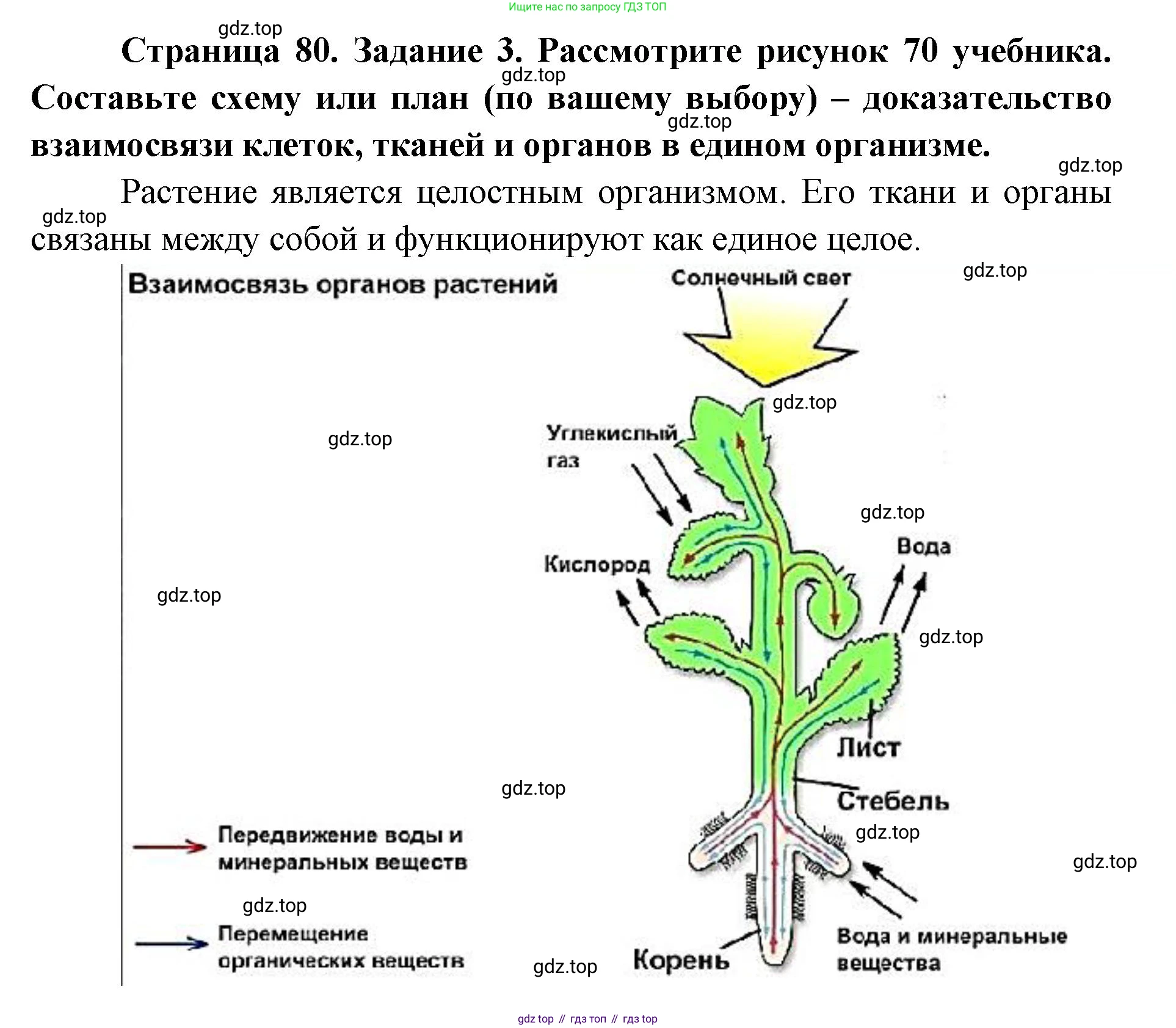 ГДЗ Биология, 9 класс рабочая тетрадь, автор: Сухова Тамара Сергеевна, издательство Просвещение, Москва, 2021, Часть 1, страница 80, номер 3, Решение