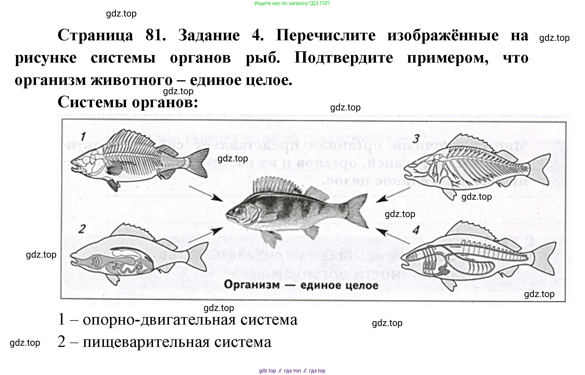 ГДЗ Биология, 9 класс рабочая тетрадь, автор: Сухова Тамара Сергеевна, издательство Просвещение, Москва, 2021, Часть 1, страница 81, номер 4, Решение