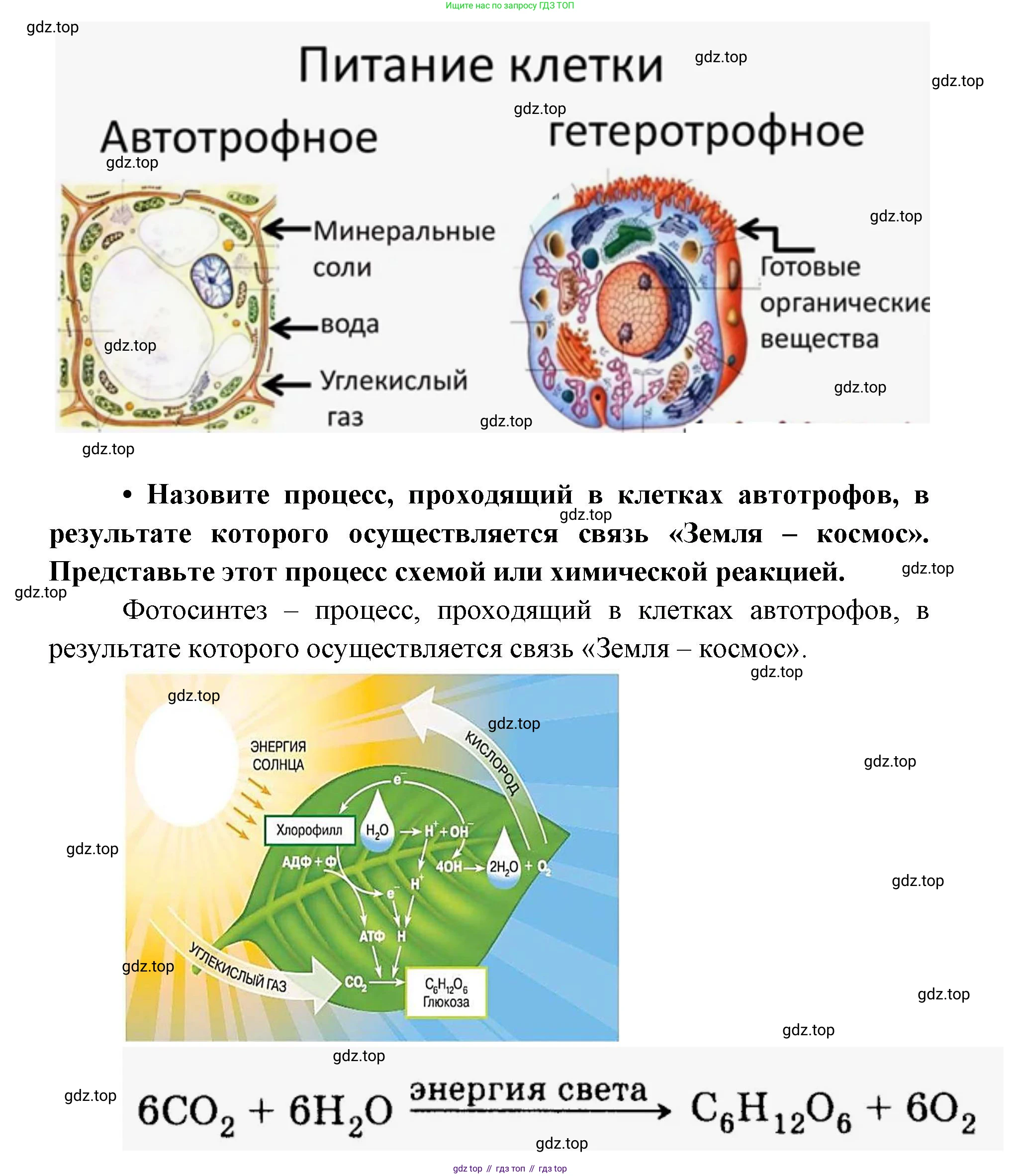 ГДЗ Биология, 9 класс рабочая тетрадь, автор: Сухова Тамара Сергеевна, издательство Просвещение, Москва, 2021, Часть 1, страница 91, номер 4, Решение (продолжение 2)